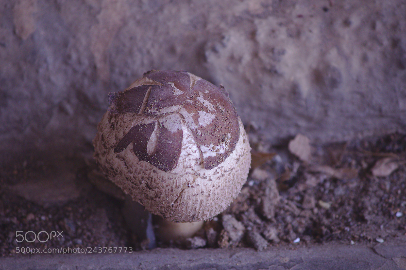 Canon EF-S 55-250mm F4-5.6 IS II sample photo. A mushroom at my photography