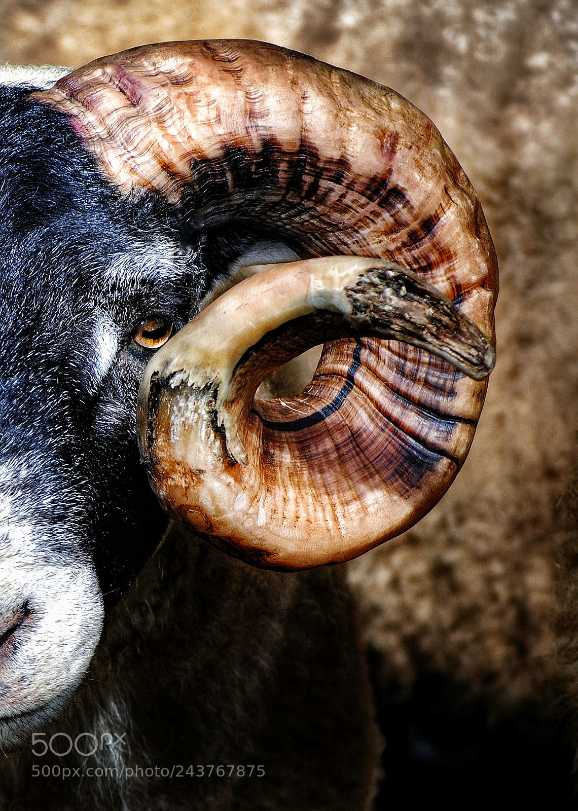 Nikon D3000 sample photo. Sheep photography