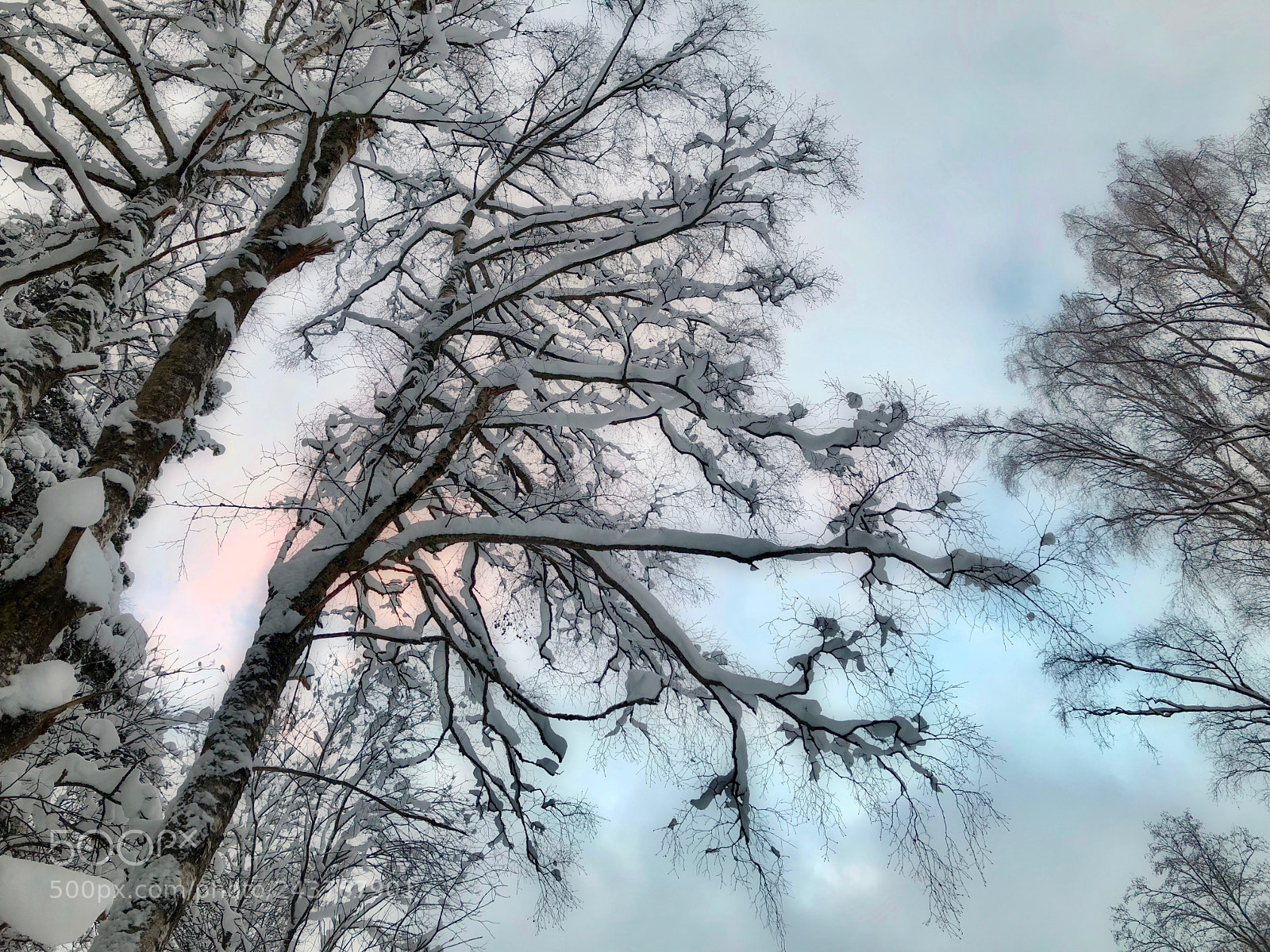 Apple iPhone 8 Plus sample photo. The snow tree photography