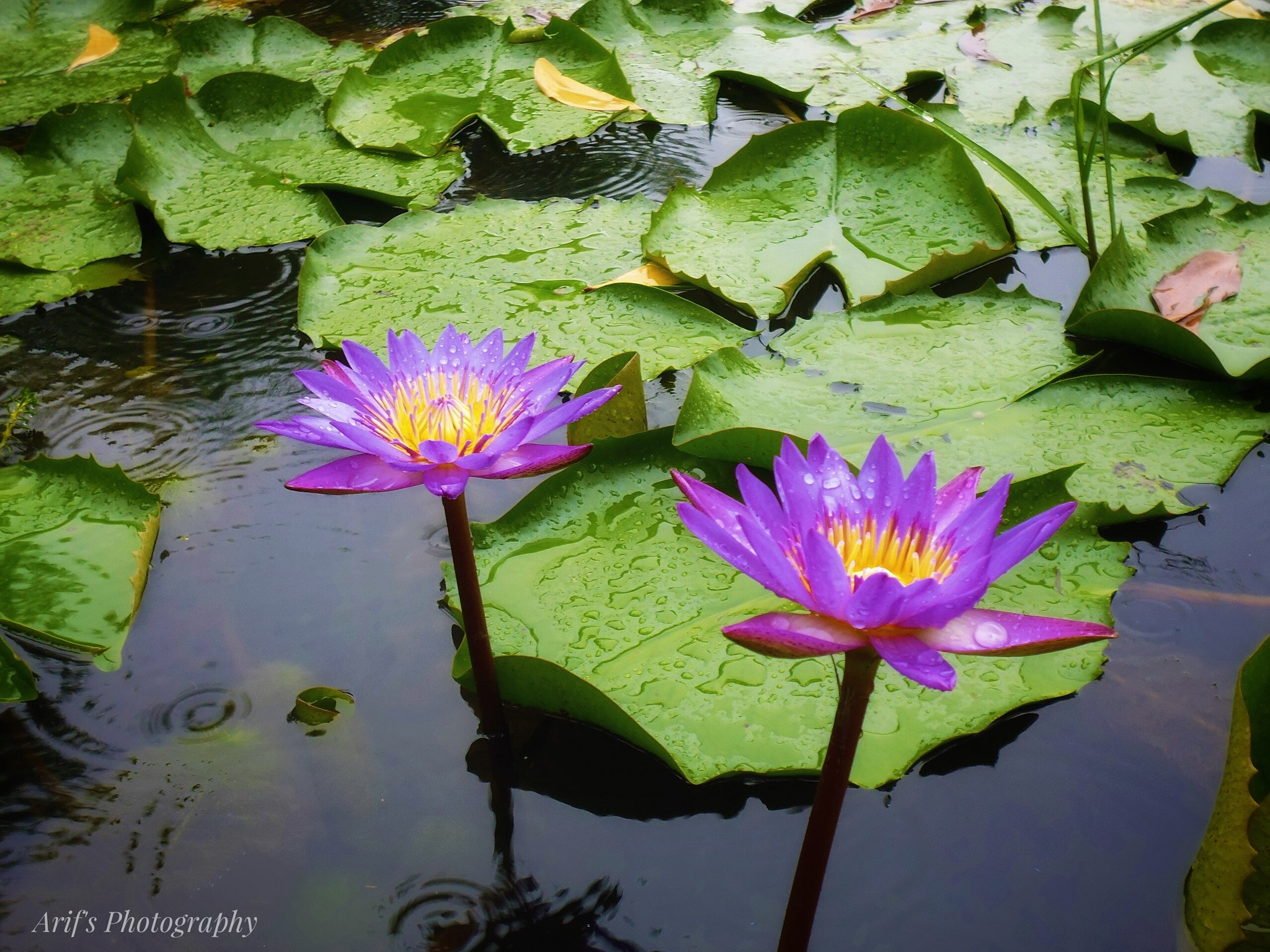 Panasonic DMC-XS1 sample photo. Water lilies photography