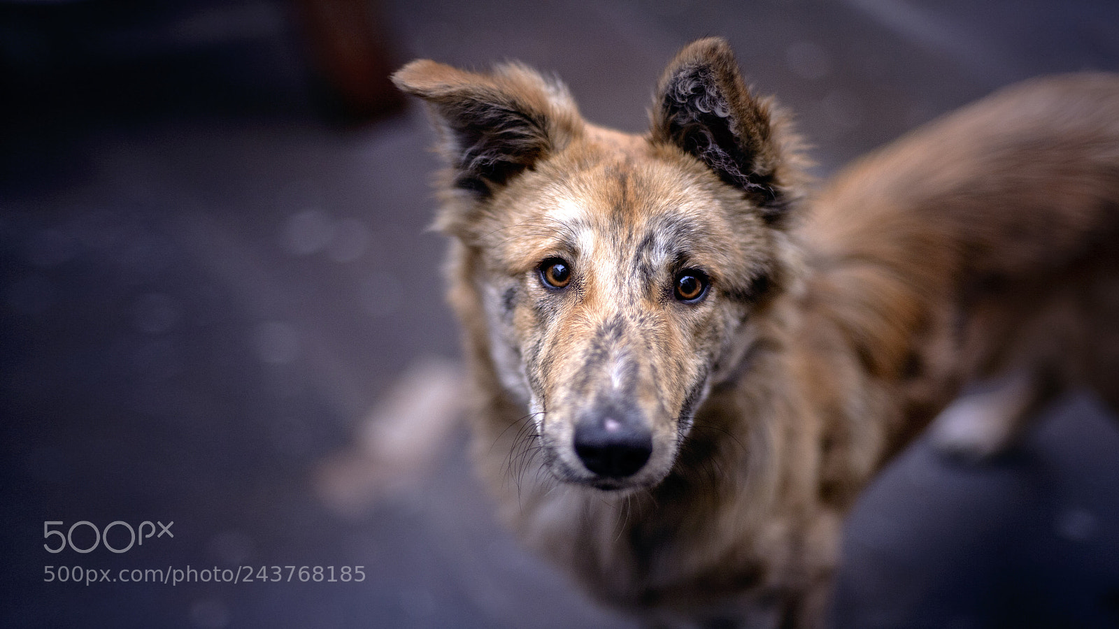 Canon EOS 5D sample photo. Dog photography