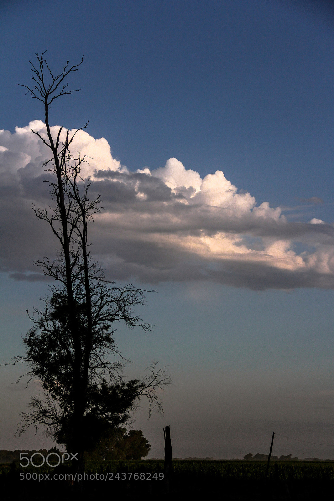 Canon EOS 60D sample photo. Arbol seco photography