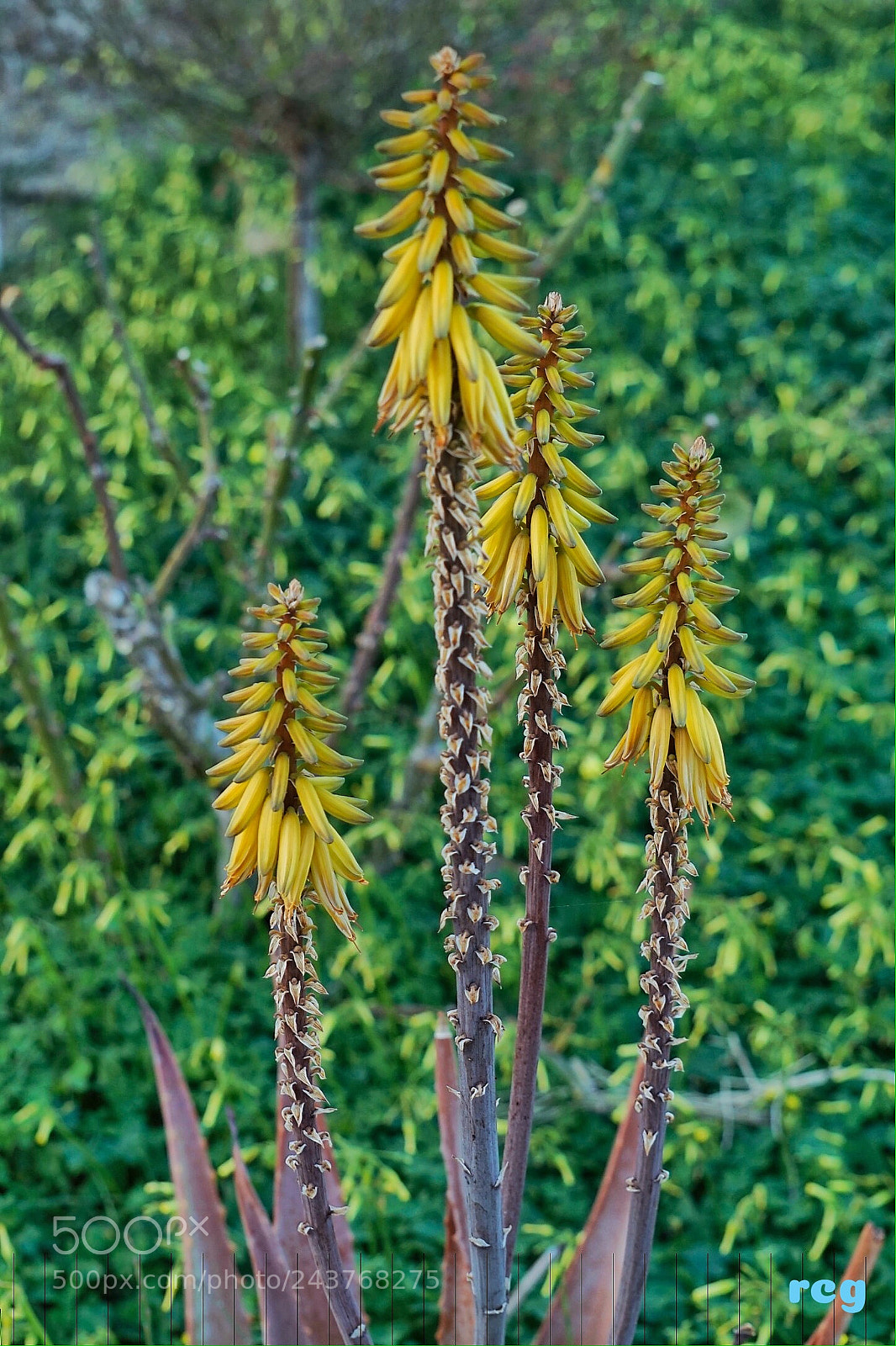 Sony Alpha a5000 (ILCE 5000) sample photo. Aloe vera en flor. photography