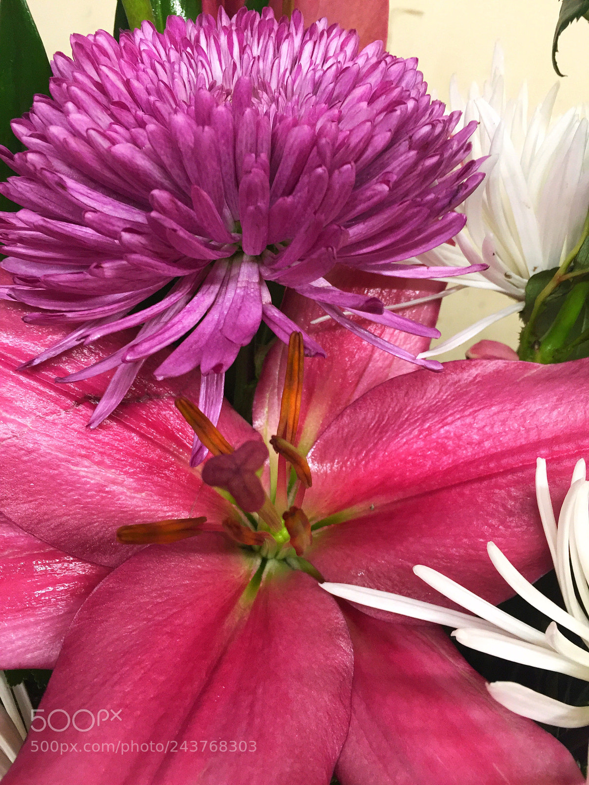 Apple iPhone 6 Plus sample photo. Today’s flower photography