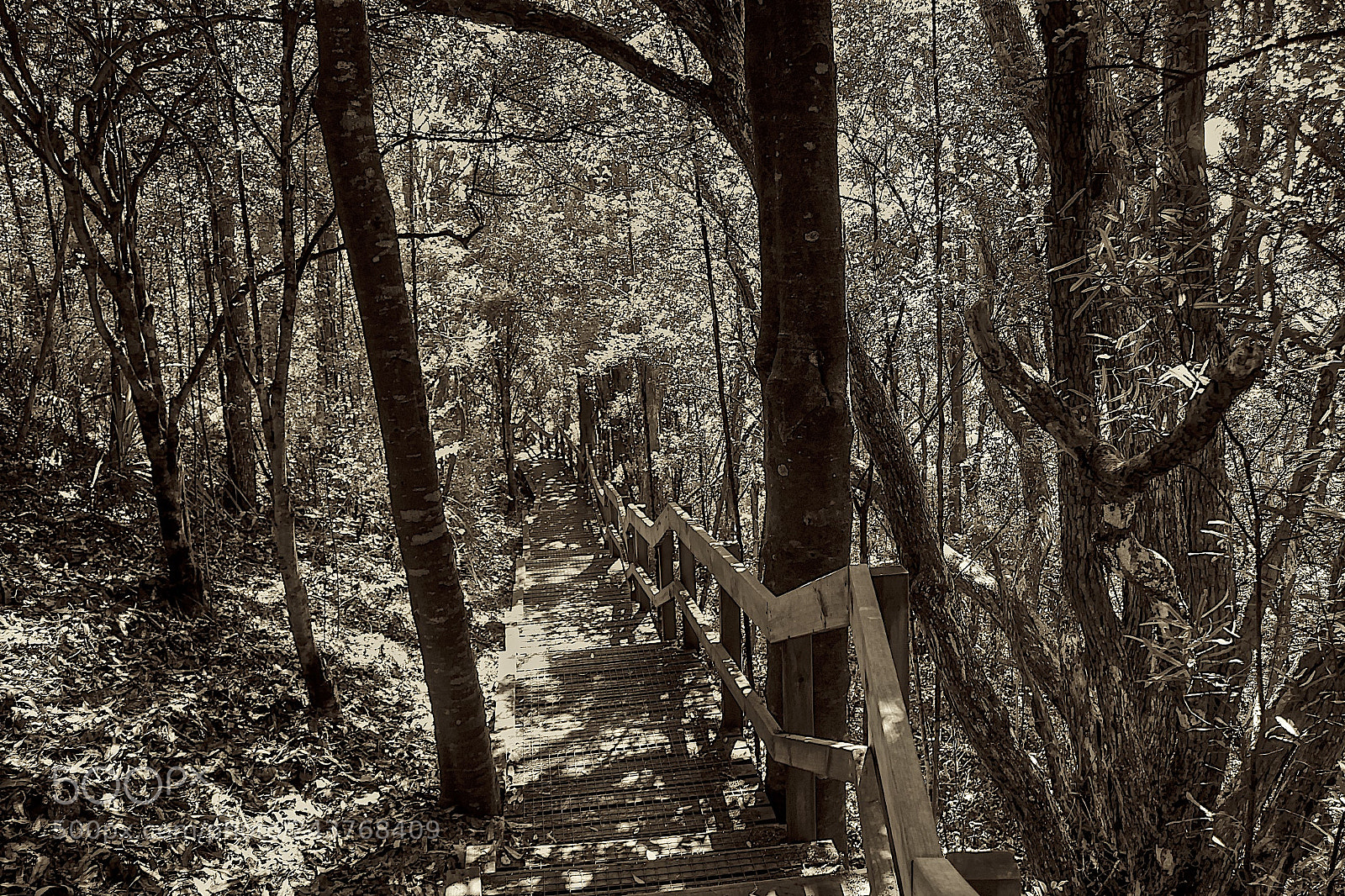 Canon EOS 550D (EOS Rebel T2i / EOS Kiss X4) sample photo. The shaded path photography
