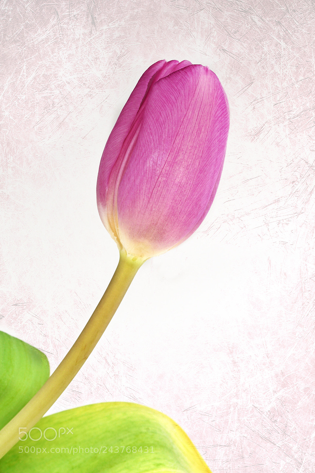 Sony ILCA-77M2 sample photo. Spring is comming photography