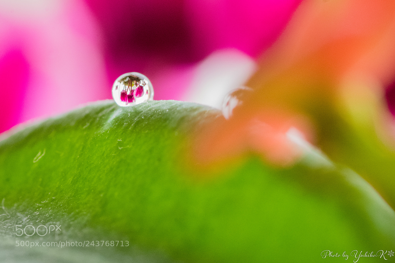 Pentax K-S2 sample photo. Cyclamen upside down photography
