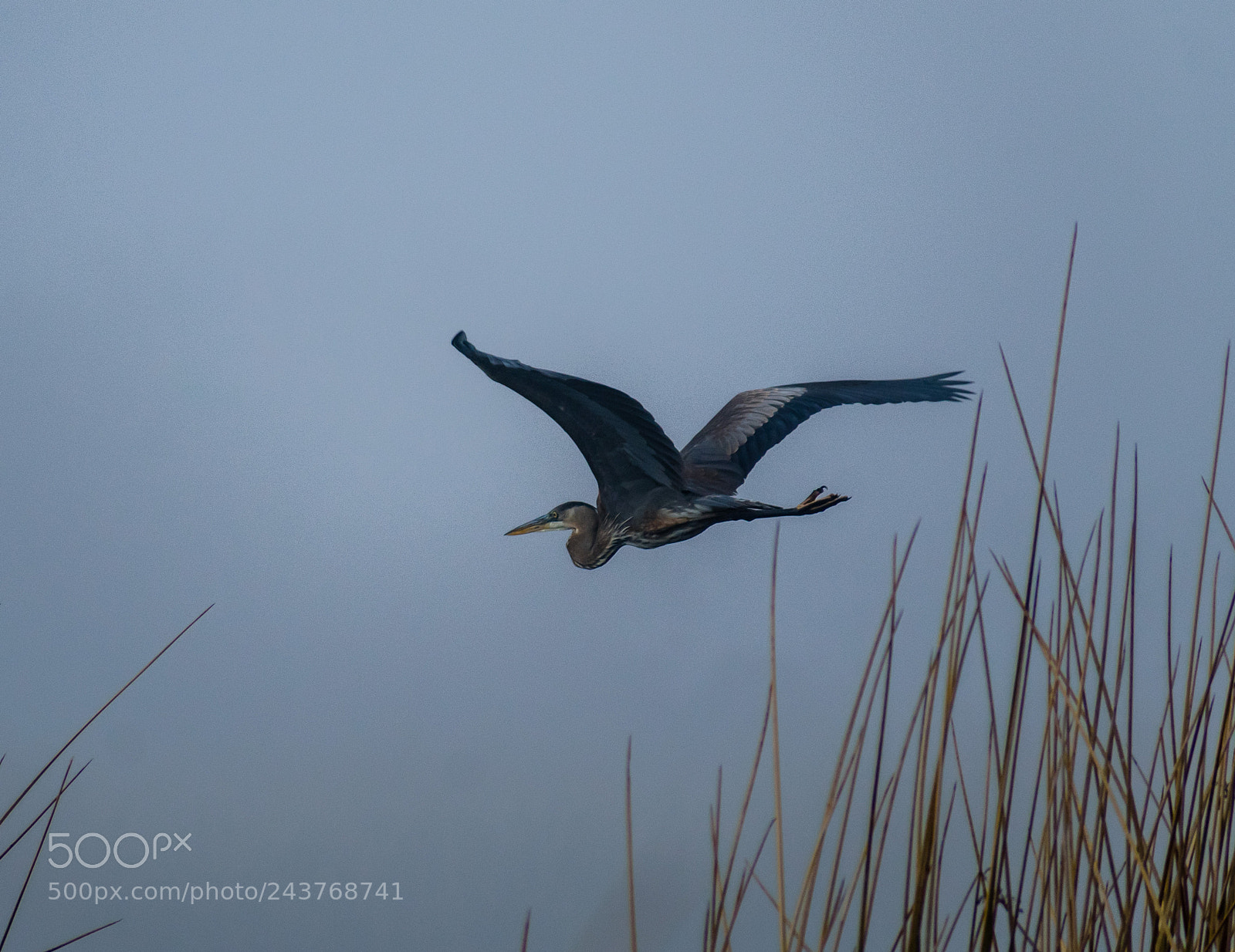 Nikon D3400 sample photo. Great blue heron photography
