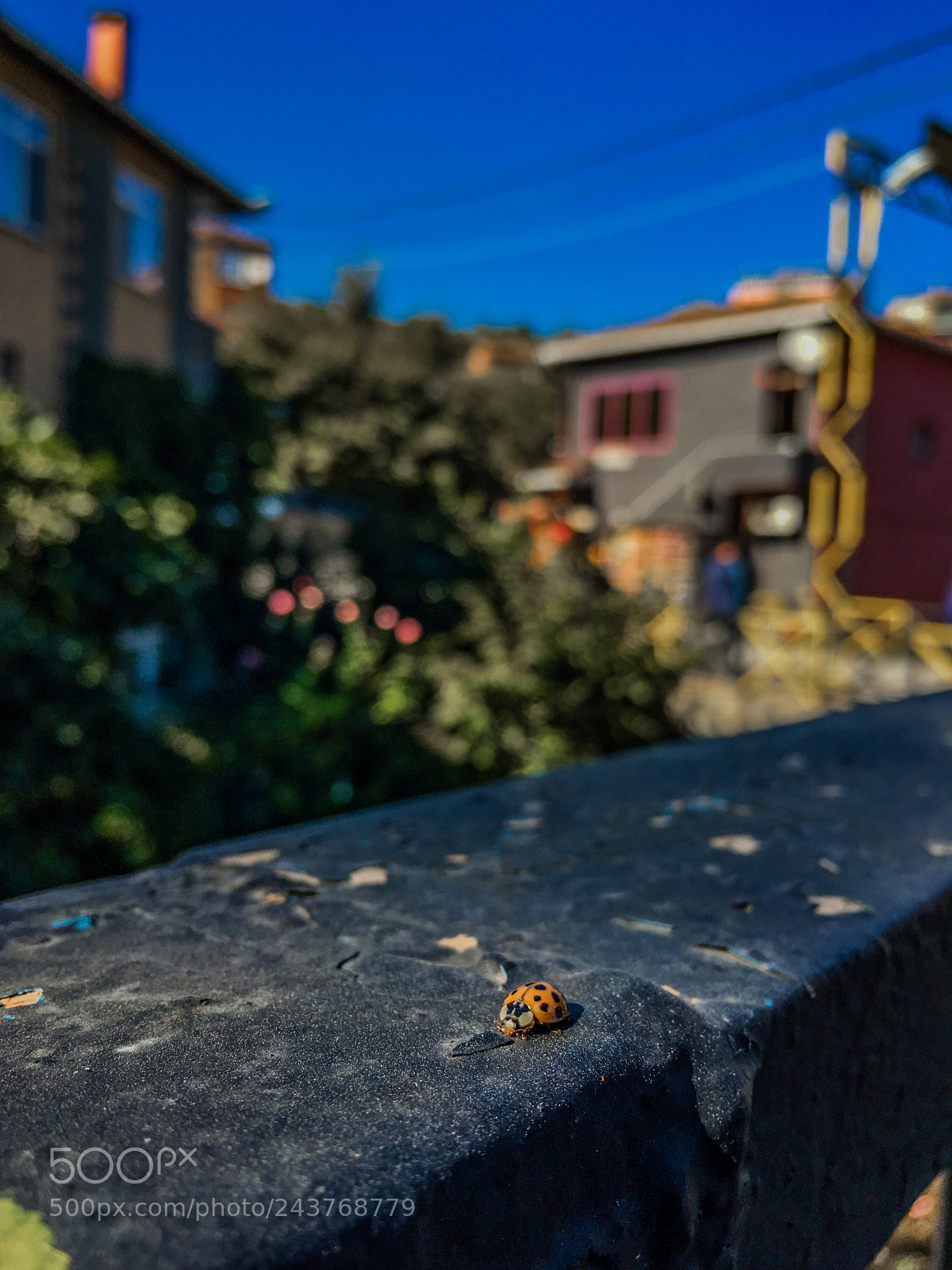 Apple iPhone SE sample photo. Ladybug photography