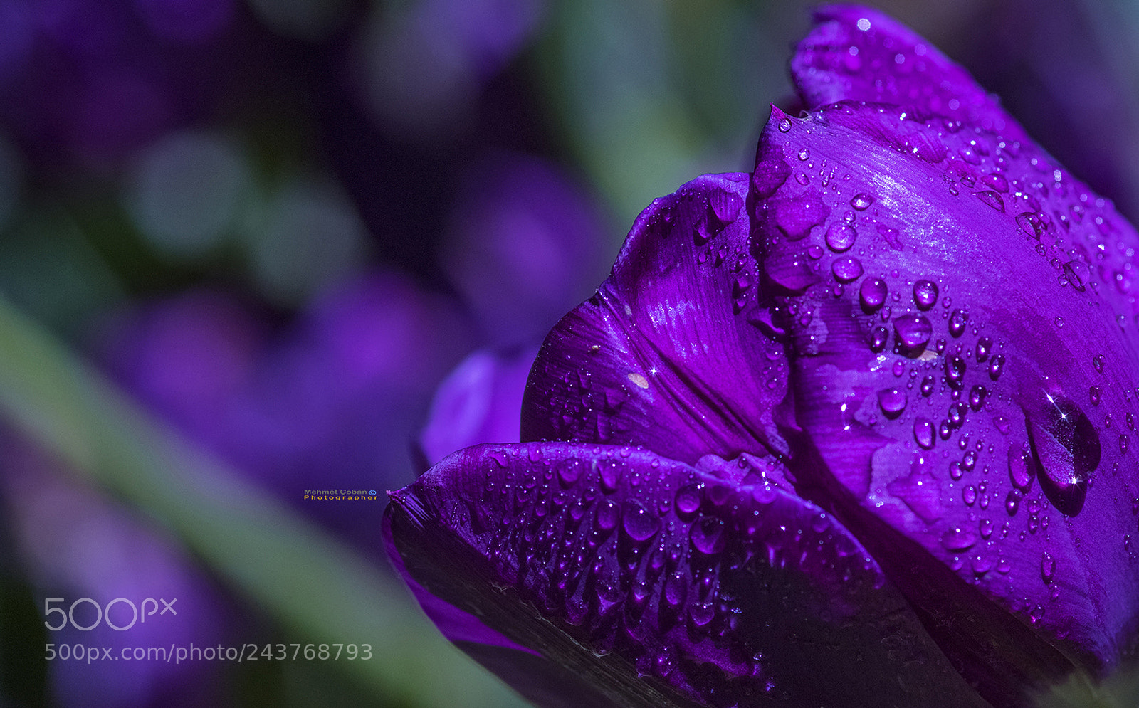 Pentax K-3 II sample photo. The beauty of purple photography