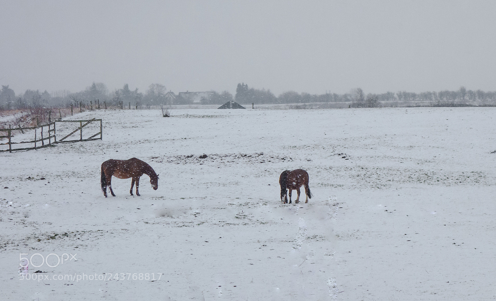 Sony Cyber-shot DSC-RX100 sample photo. Finally snow photography