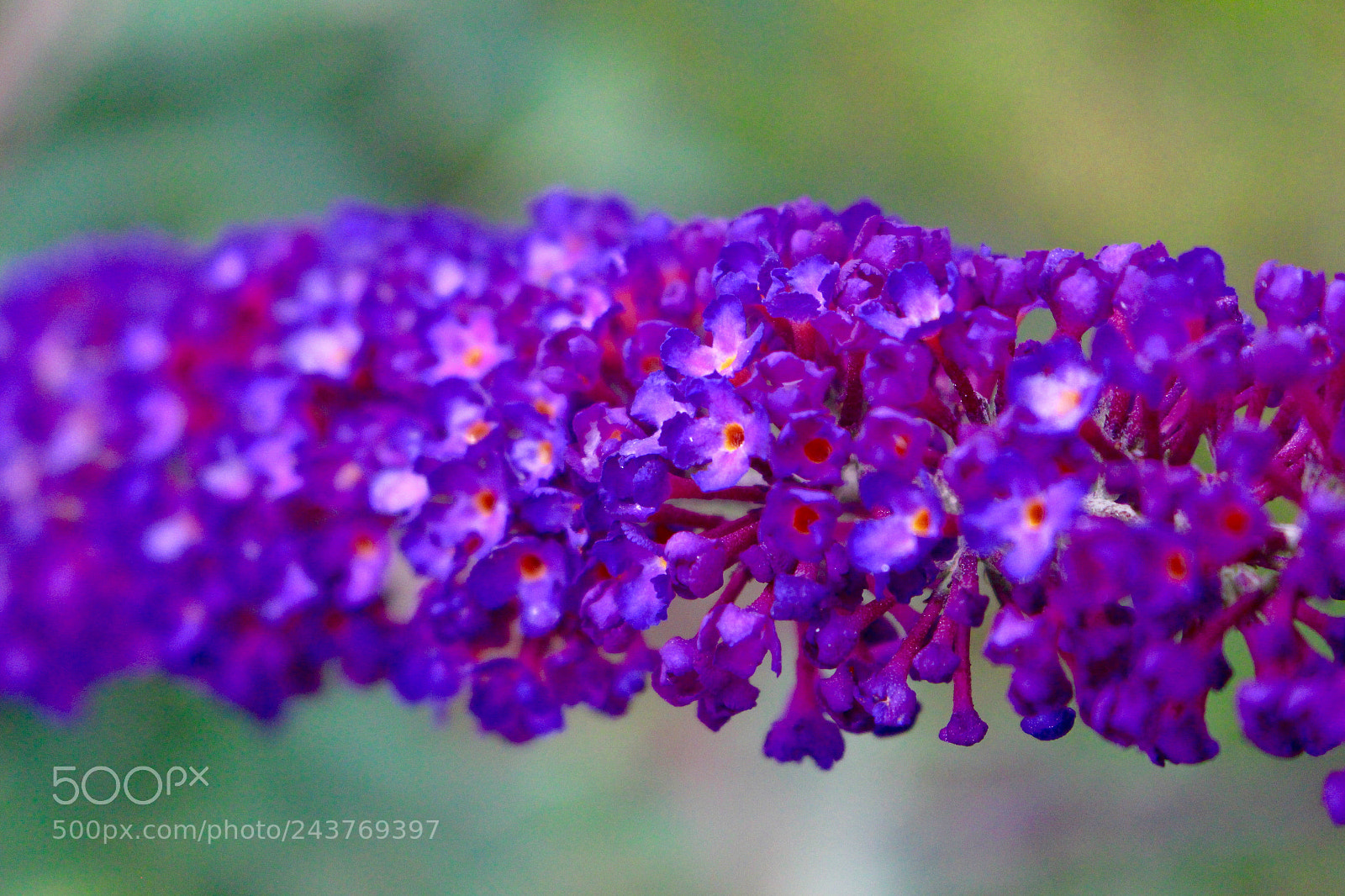 Canon EOS 700D (EOS Rebel T5i / EOS Kiss X7i) sample photo. Purple flower beauty photography