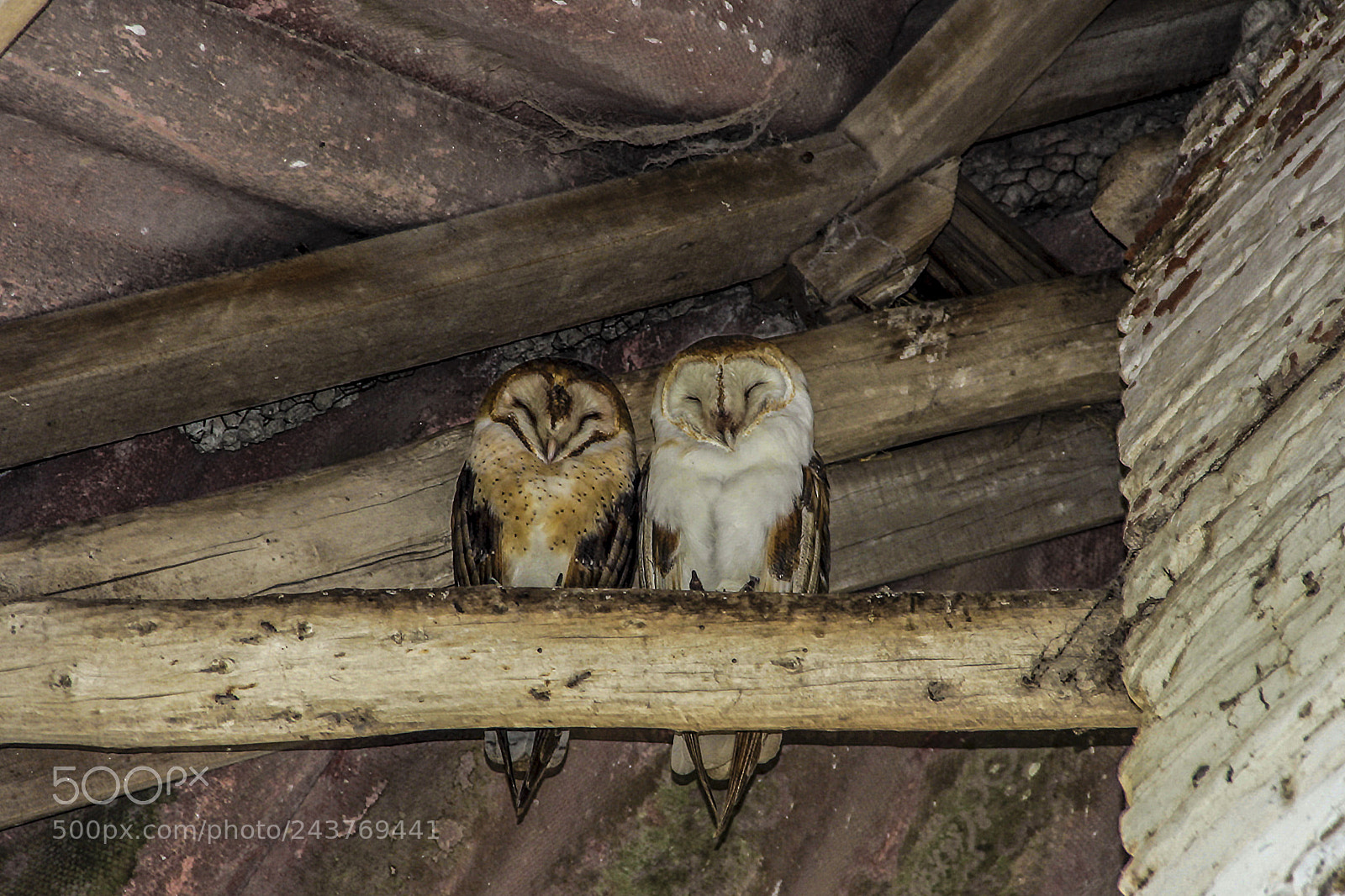 Canon EOS 60D sample photo. Owls / búhos photography