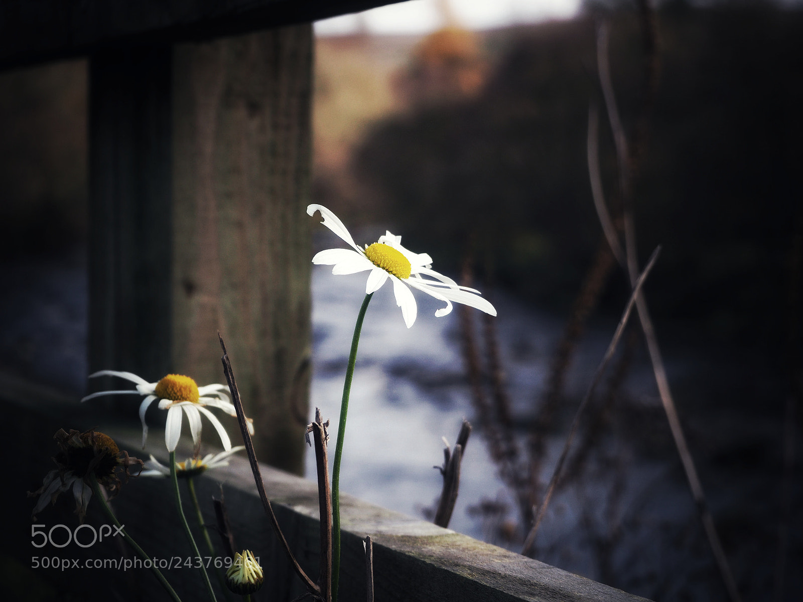 Olympus OM-D E-M10 II sample photo. Daisies photography