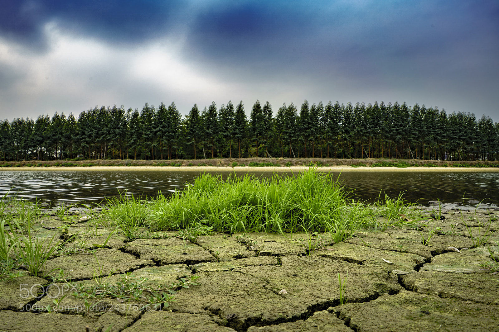 Sony a7R II sample photo. Withered green photography