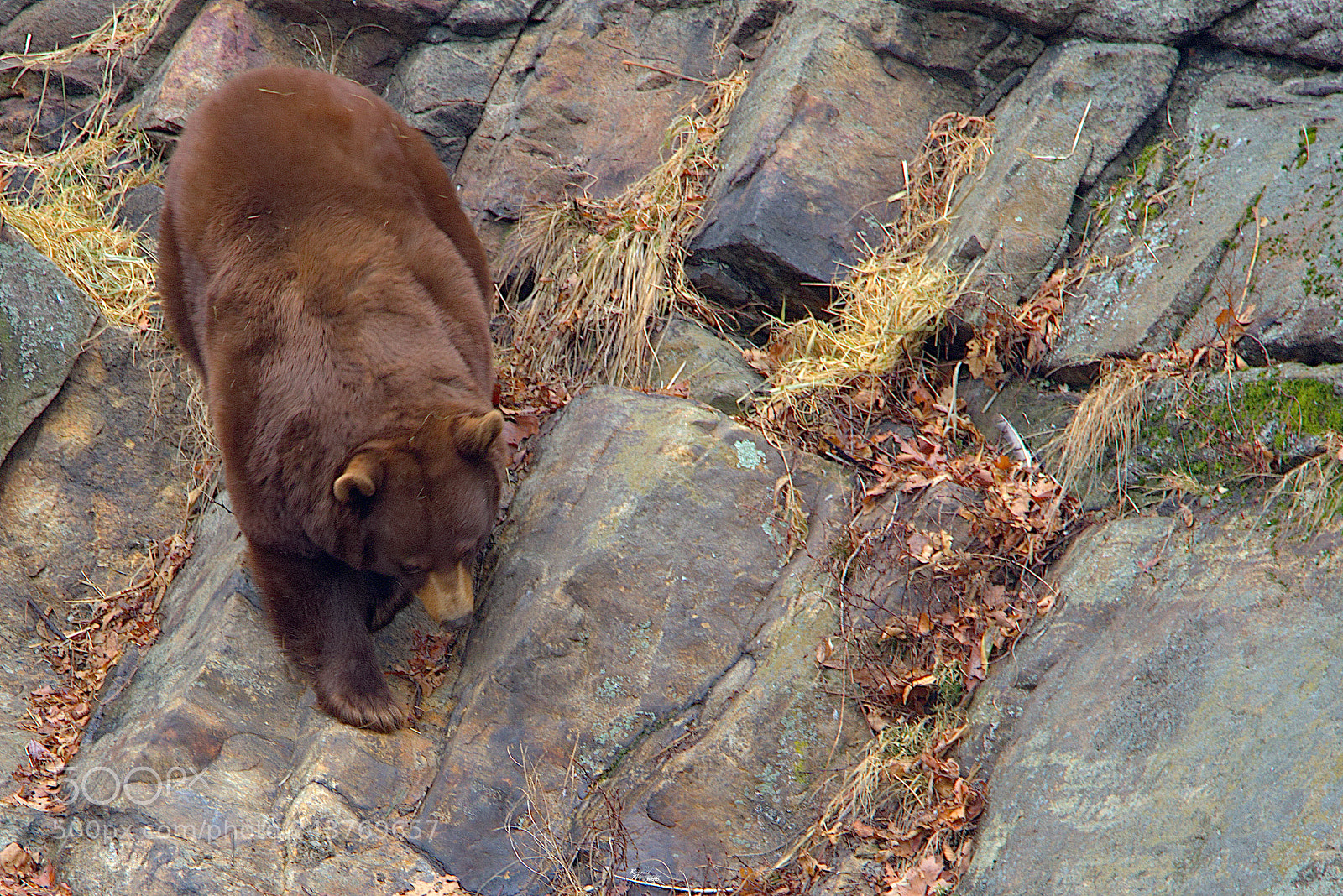 Canon EOS M5 sample photo. Upstate bear photography