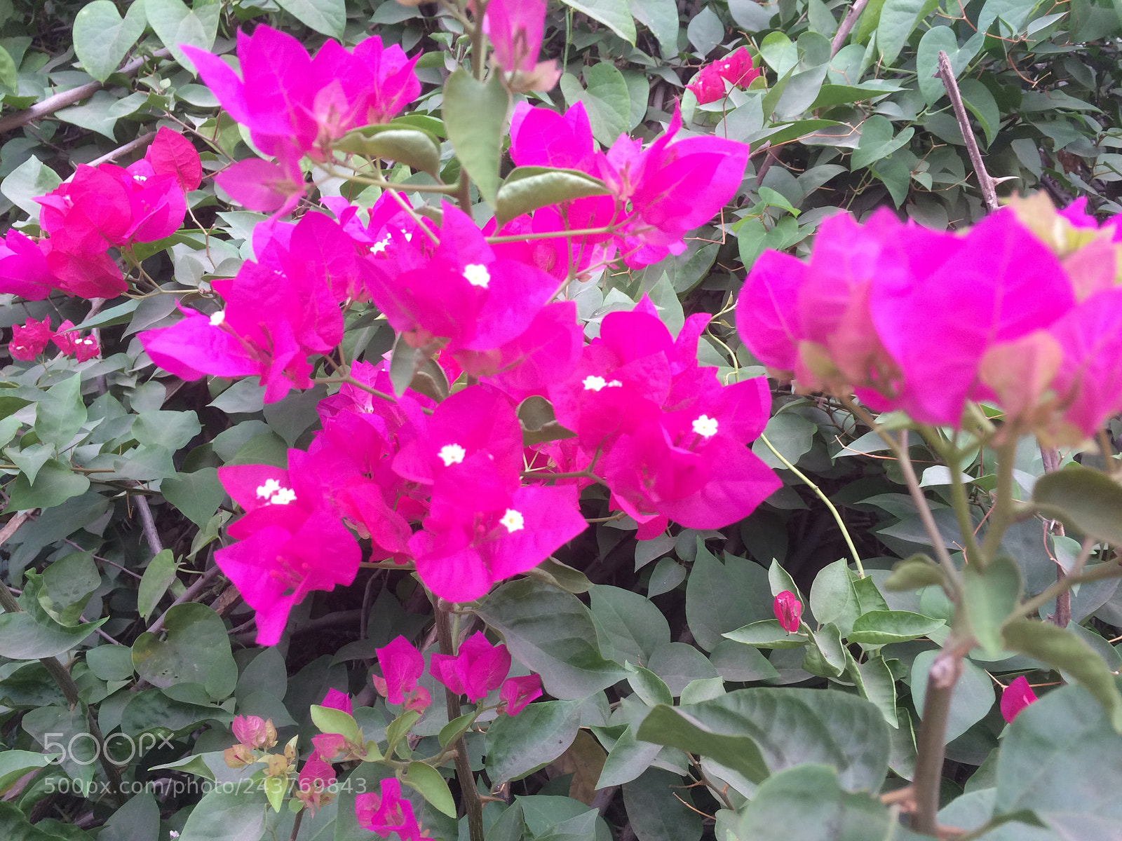 Apple iPhone 5s sample photo. Bougainvillea photography