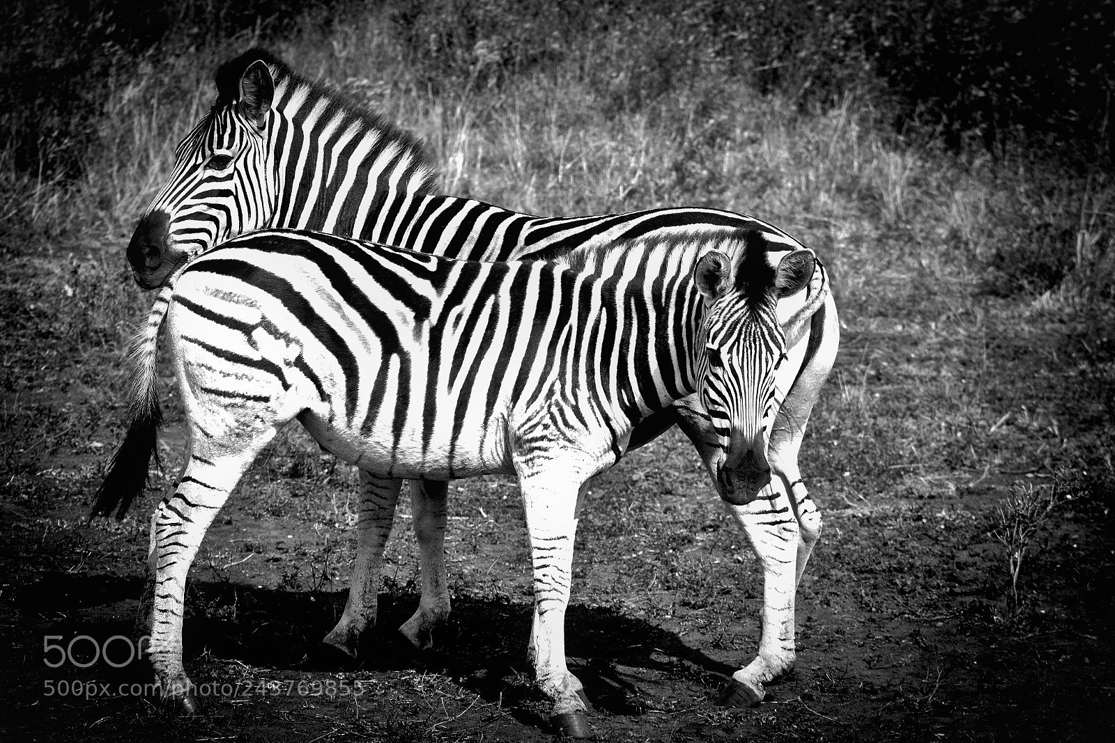 Canon EOS 650D (EOS Rebel T4i / EOS Kiss X6i) sample photo. Zebras photography