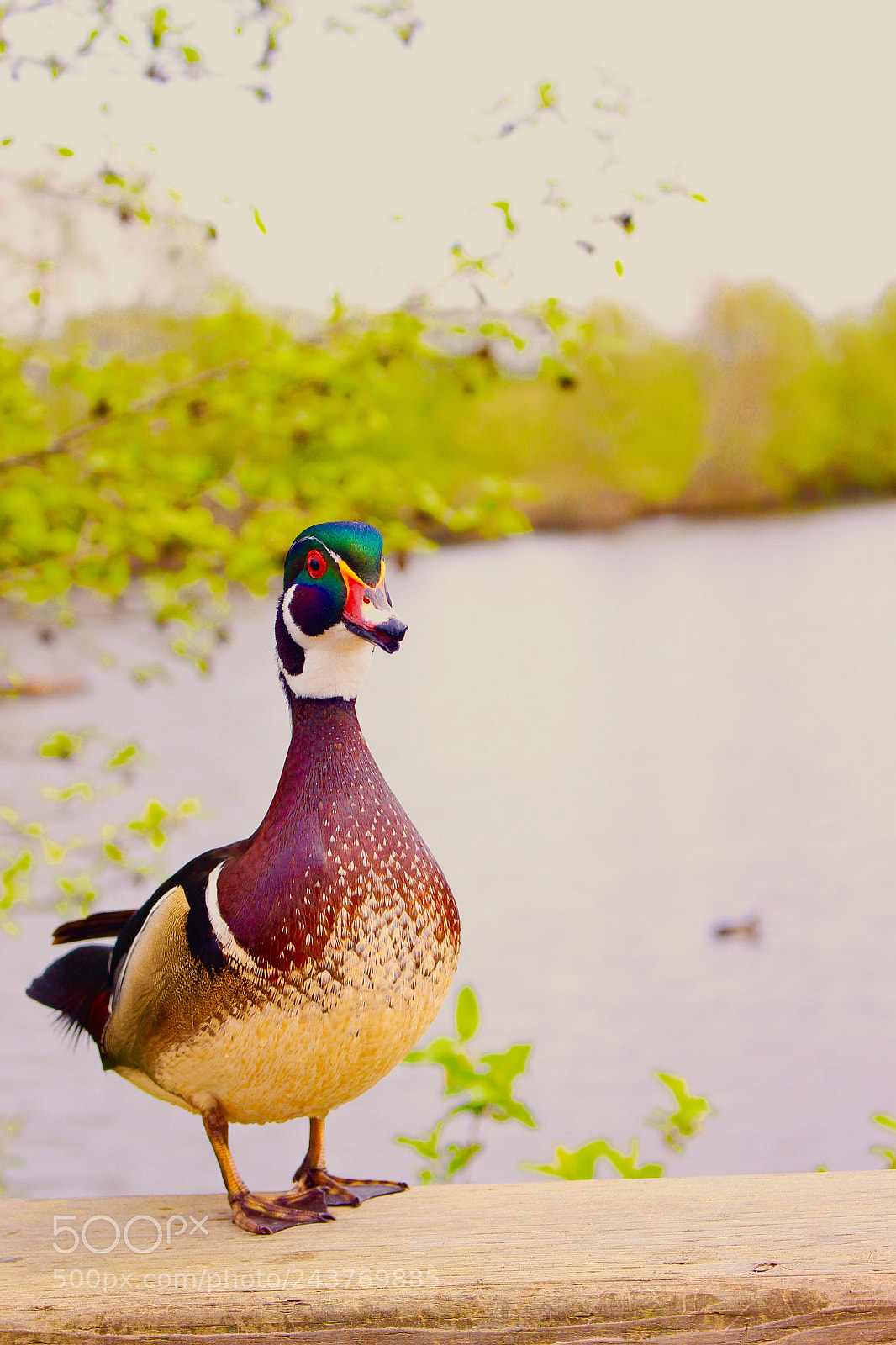 Canon EOS 700D (EOS Rebel T5i / EOS Kiss X7i) sample photo. Ducky photography