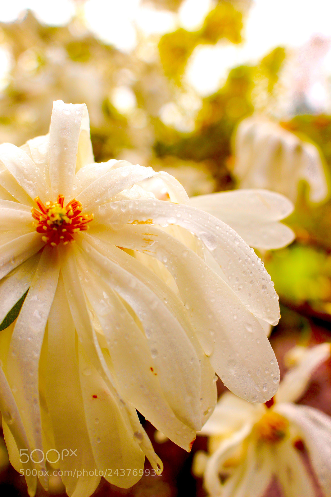 Canon EOS 700D (EOS Rebel T5i / EOS Kiss X7i) sample photo. Flower photography