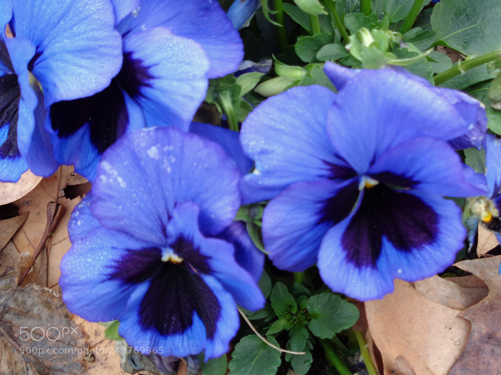 Sony Cyber-shot DSC-W830 sample photo. Jardines photography