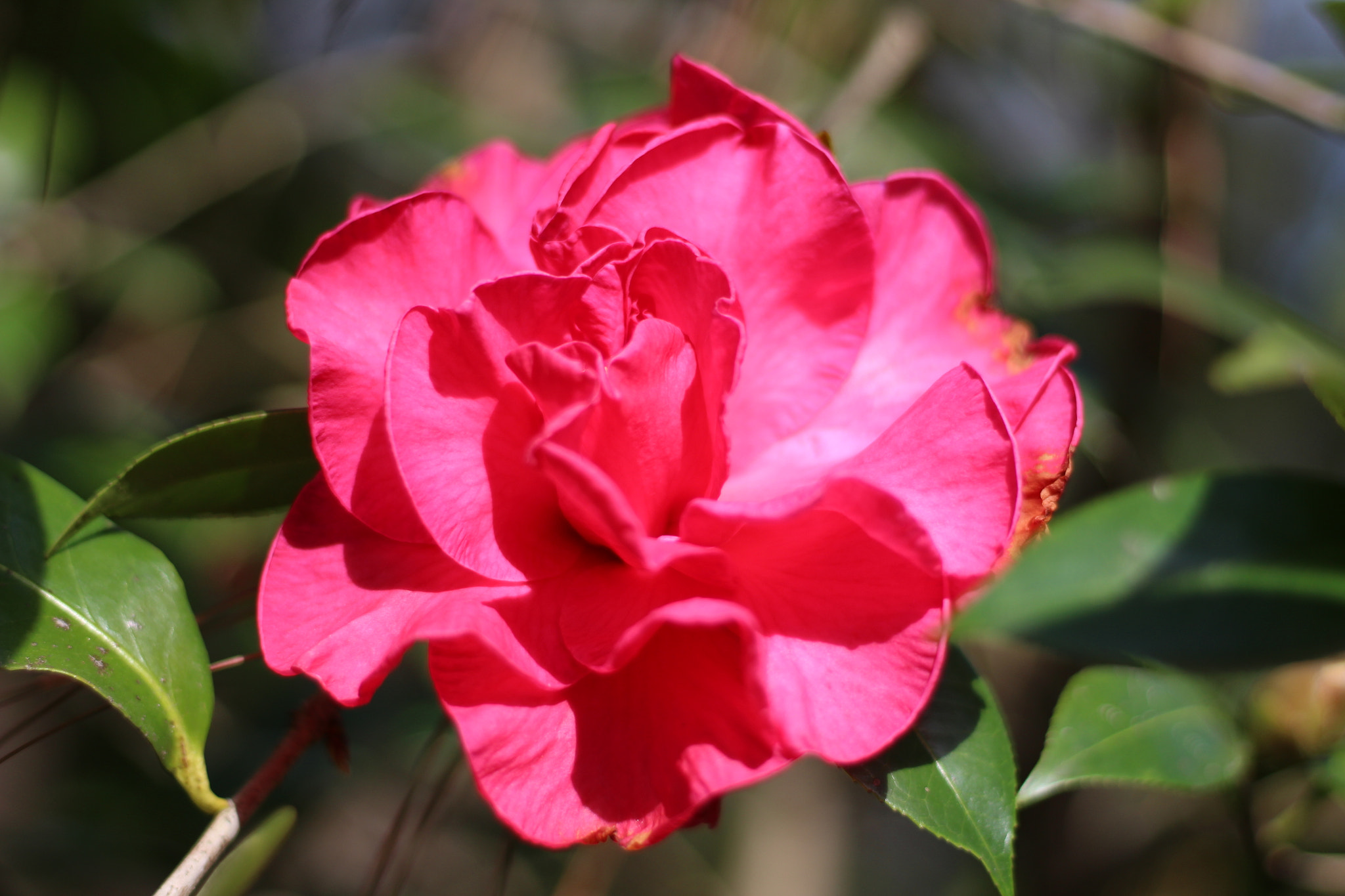 Canon EOS 100D (EOS Rebel SL1 / EOS Kiss X7) sample photo. Frank hauser camellia photography