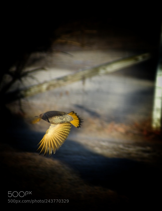 Nikon D3400 sample photo. Northern flicker photography