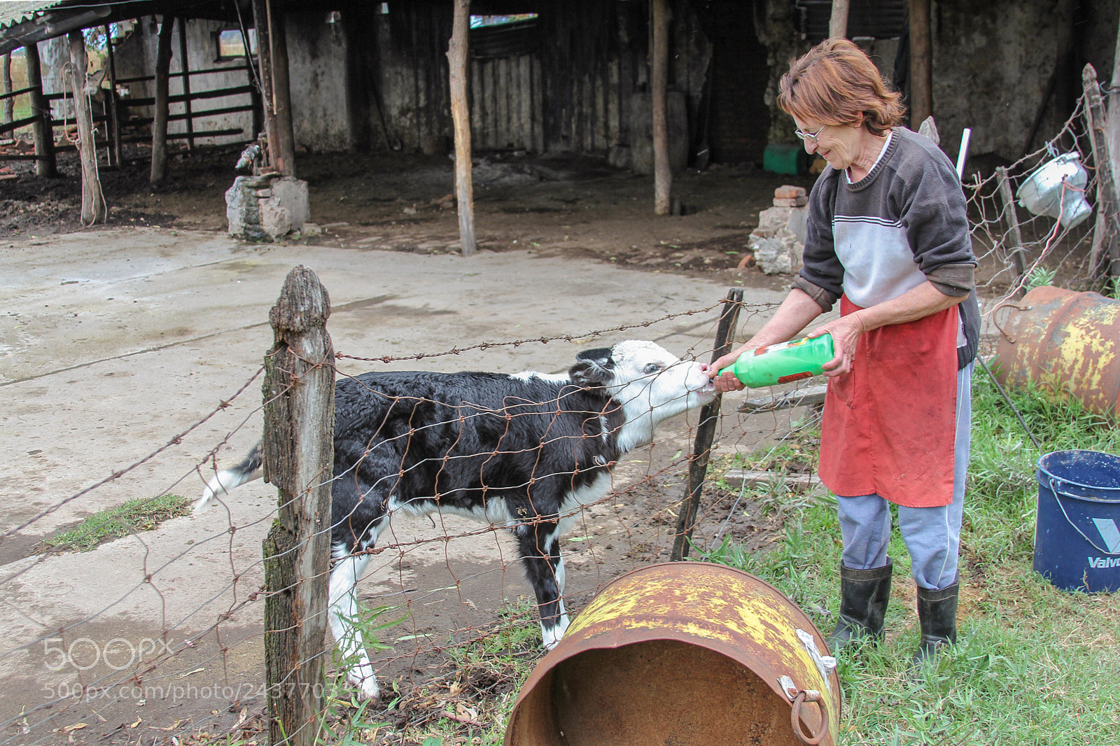 Canon EOS 60D sample photo. Ternero guacho / orphan calf photography