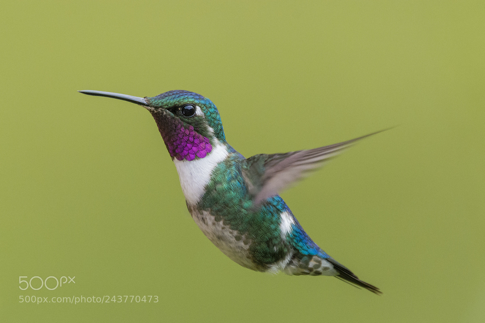 Nikon D7100 sample photo. White-bellied woodstar (♂) photography