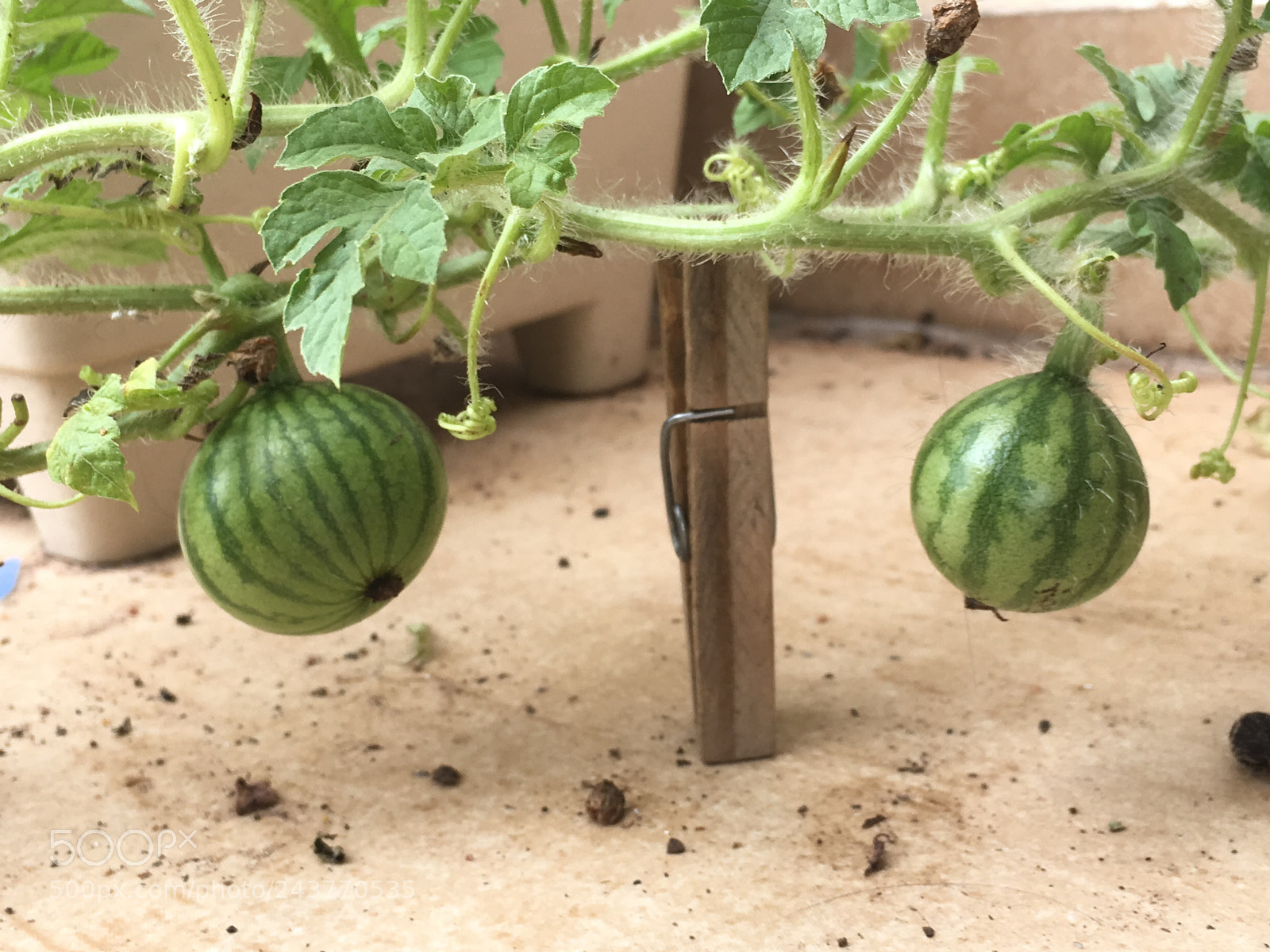 Apple iPhone SE sample photo. Little watermelons growing photography