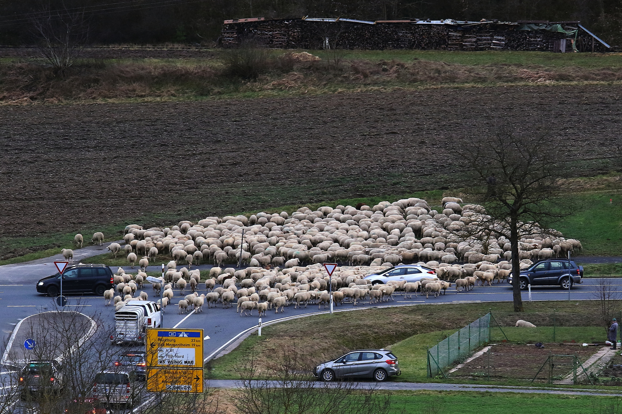 Canon EF 70-200mm F2.8L USM sample photo. Sheep in the traffic photography