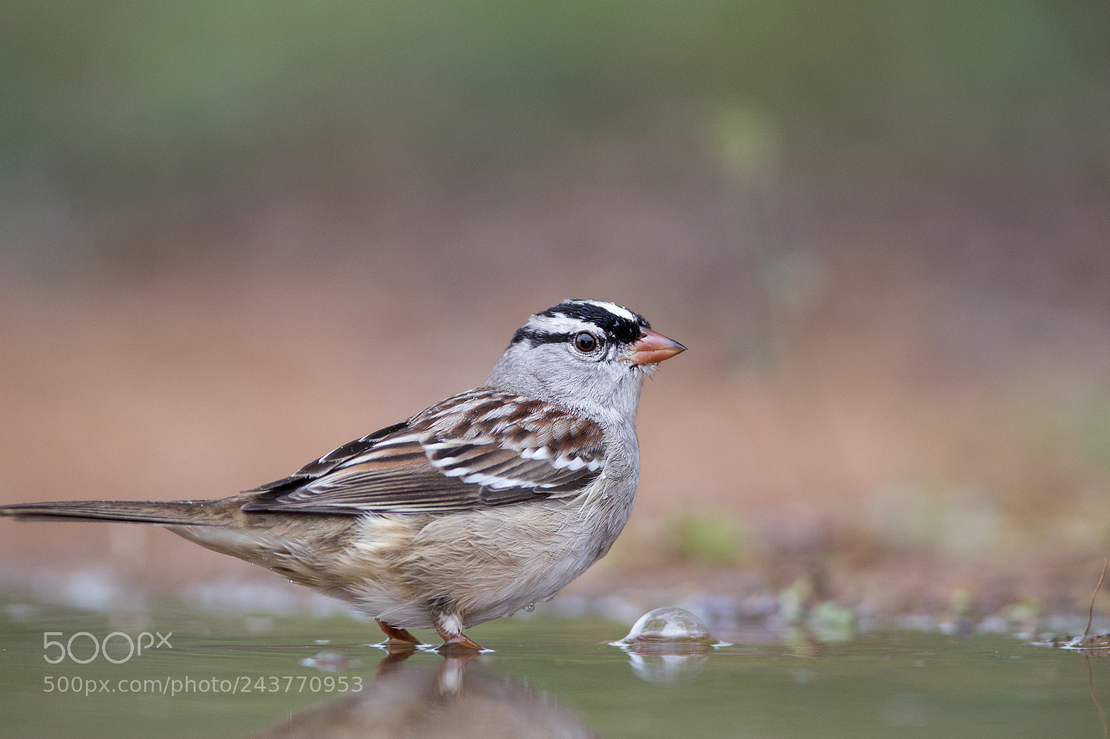 Canon EOS-1D Mark IV sample photo. White-crowned sparrow photography