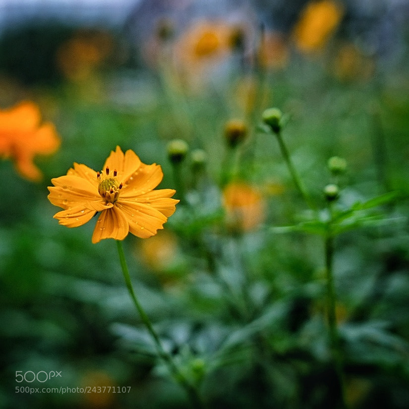 Fujifilm X-Pro2 sample photo. Flowers photography
