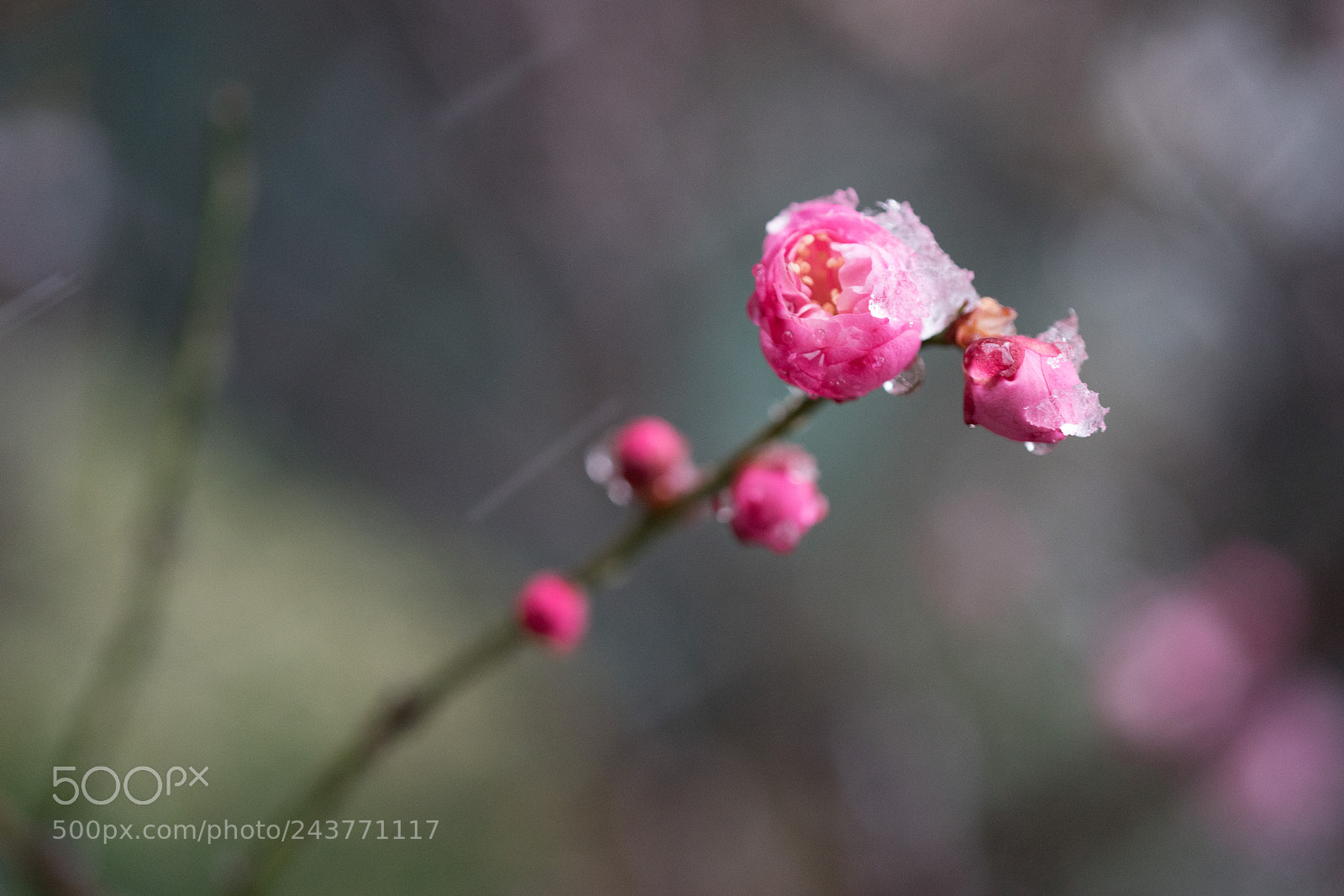 Sony a7 sample photo. Red plum in snow#1 photography