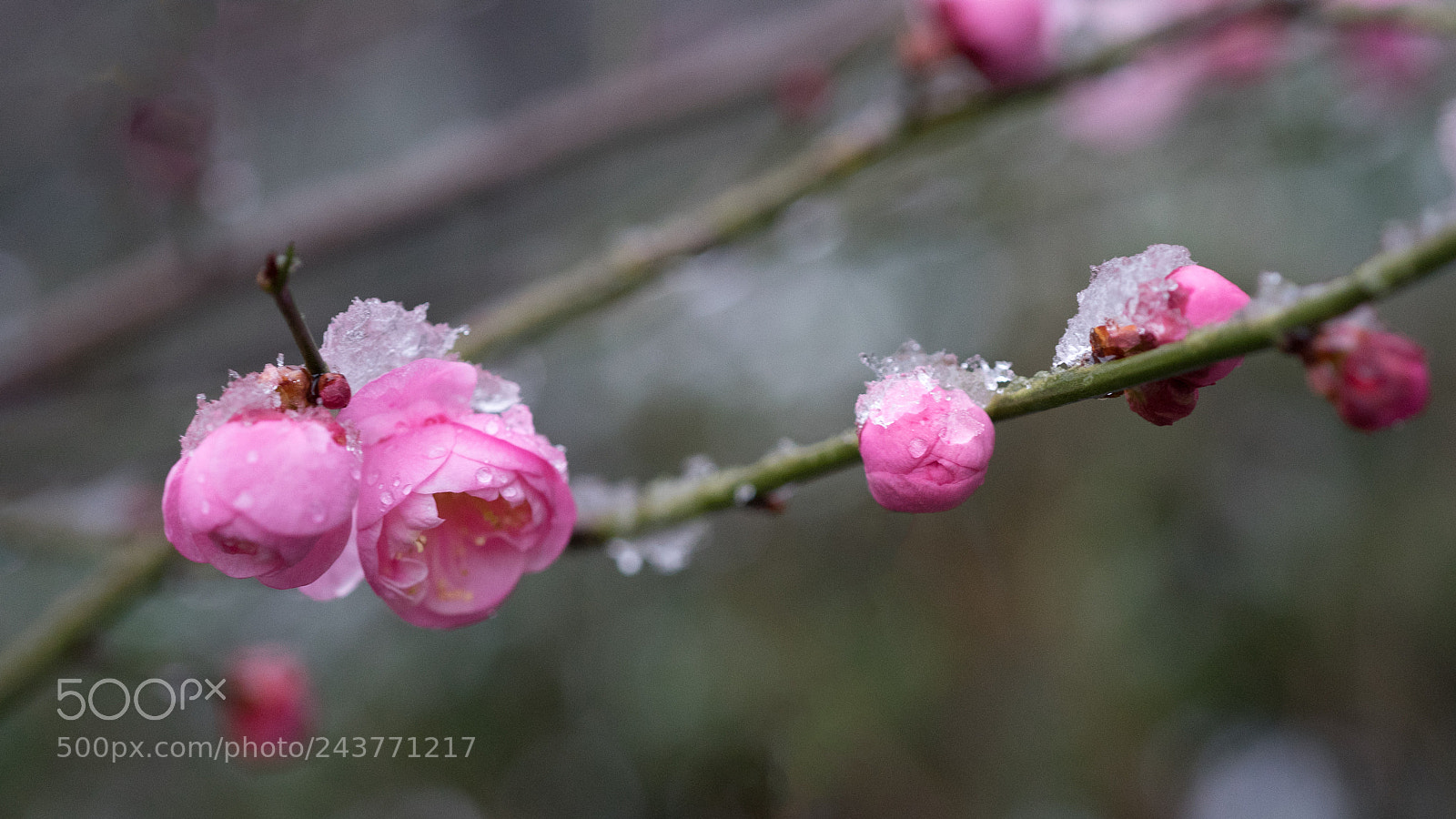 Sony a7 sample photo. Red plum in snow#2 photography