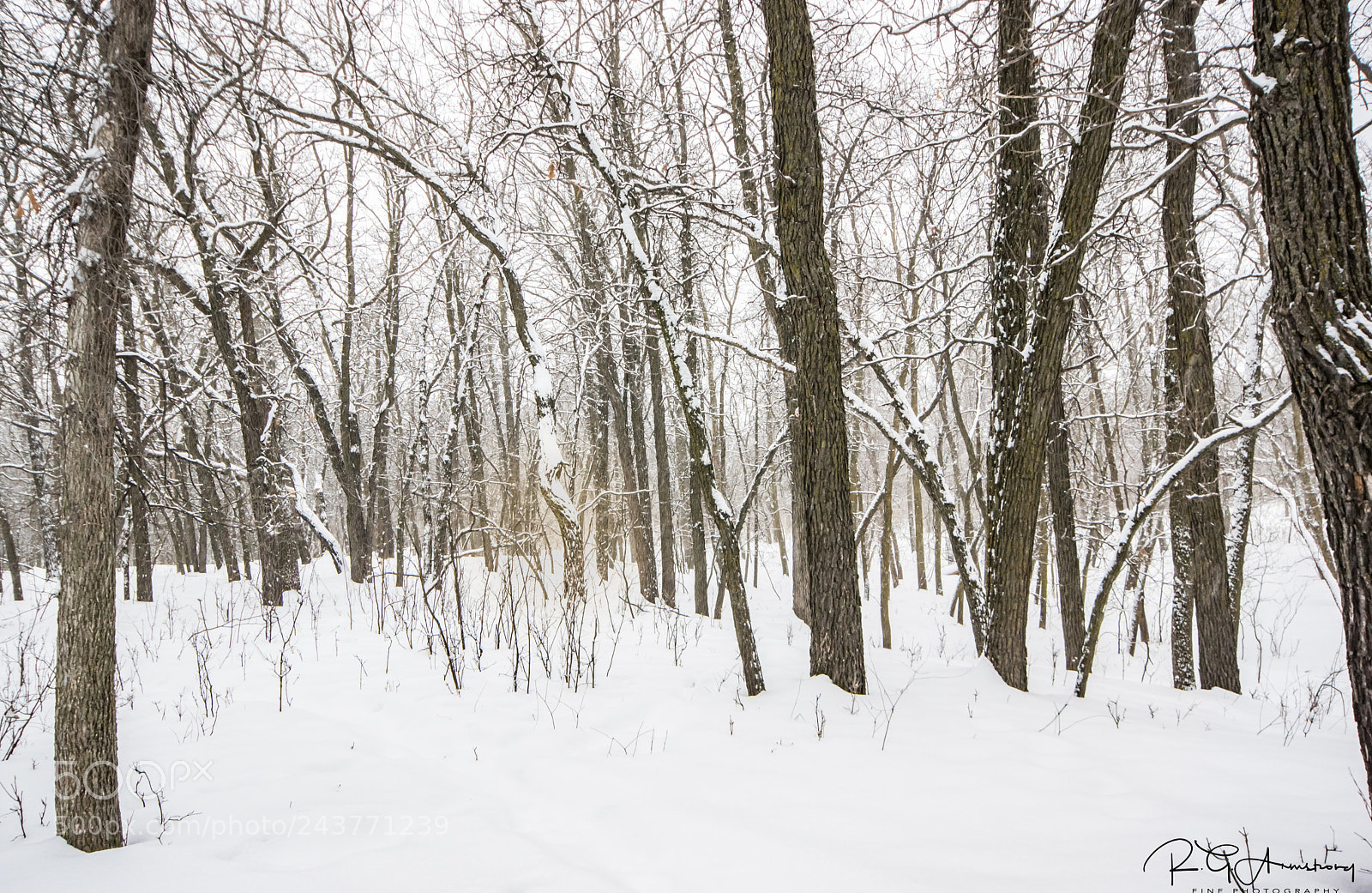 Pentax K-3 II sample photo. January peace photography