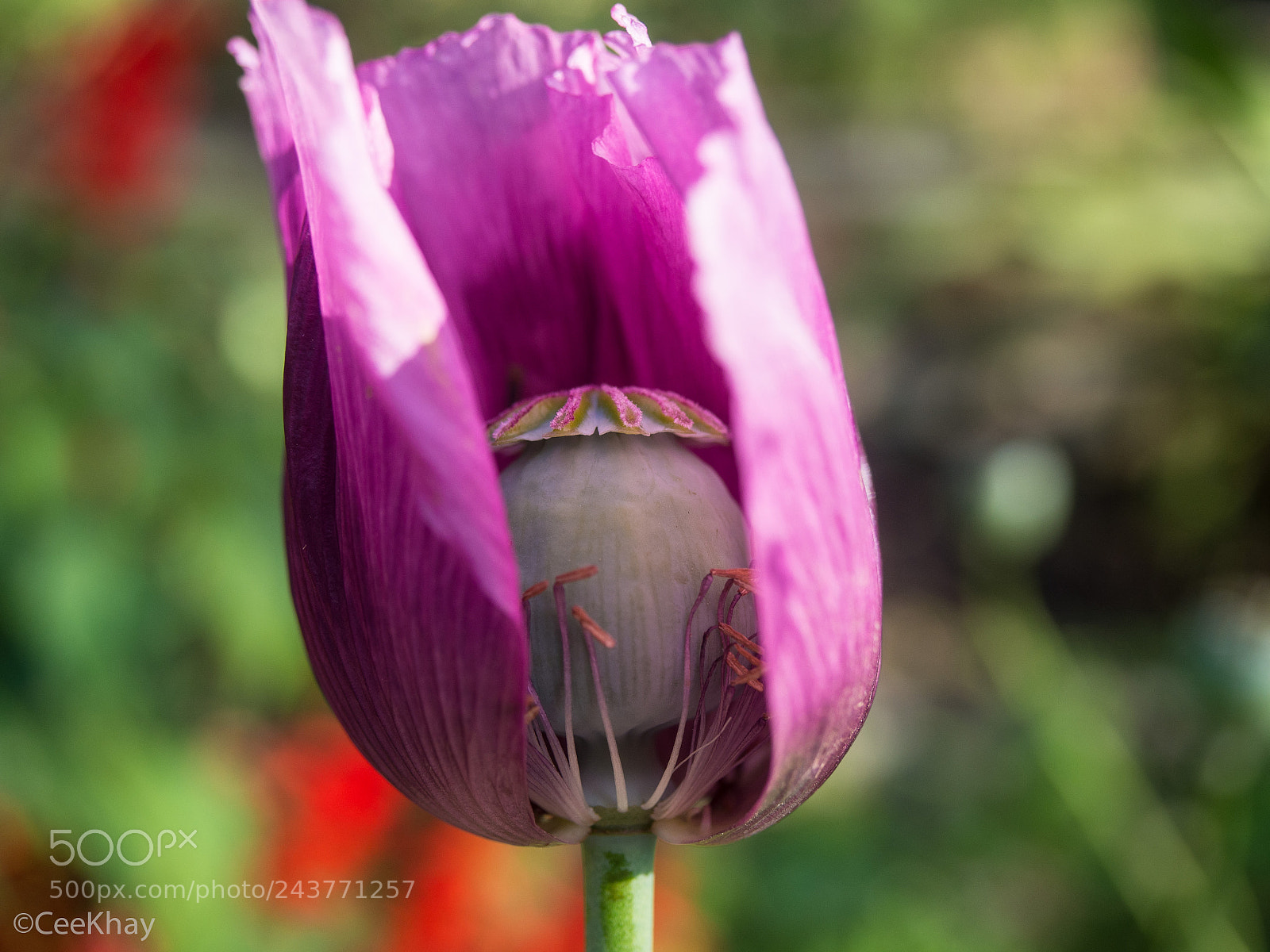 Olympus OM-D E-M10 sample photo. Poppy flower photography