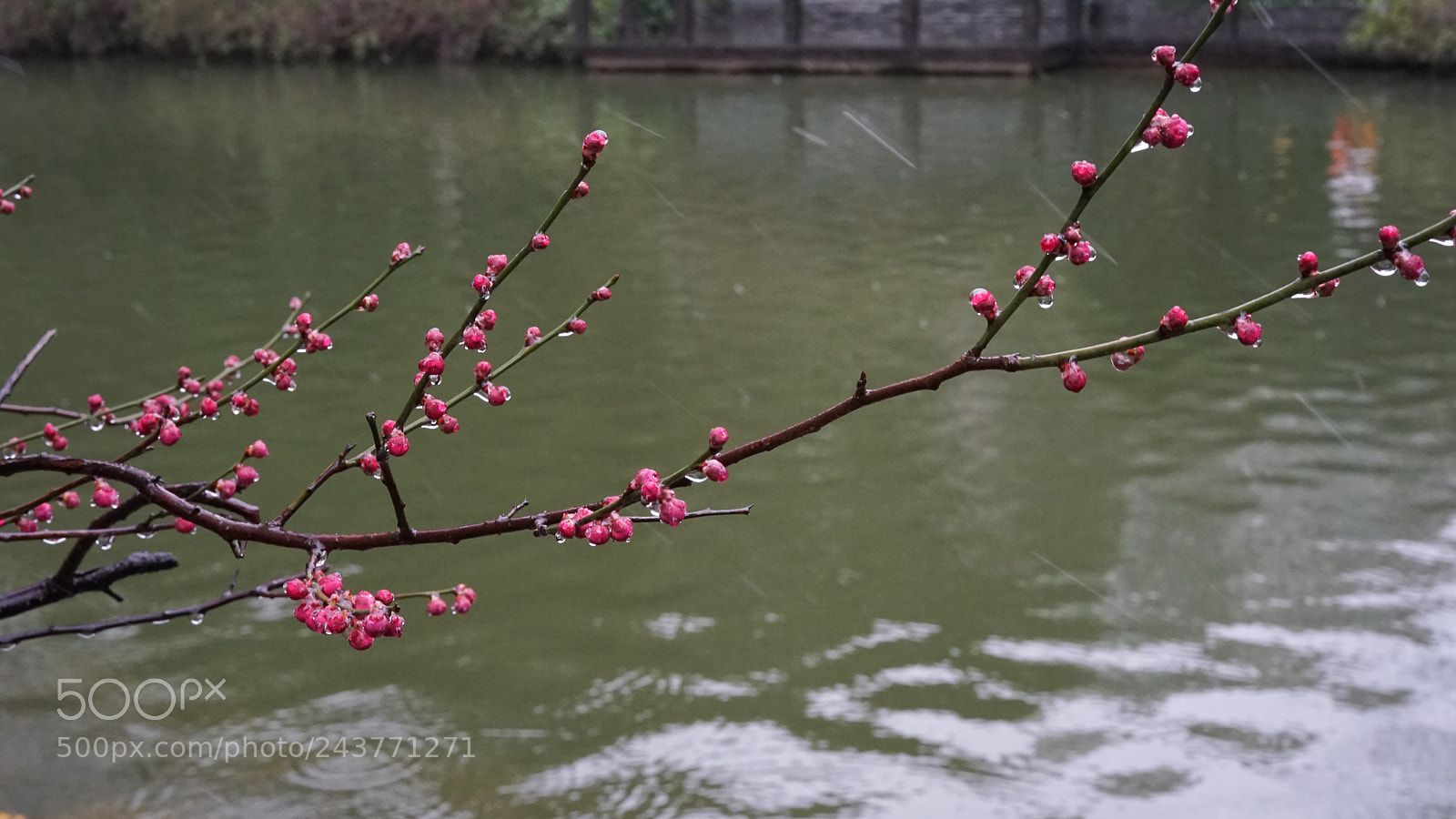 Sony a7 sample photo. Red plum in snow#3 photography