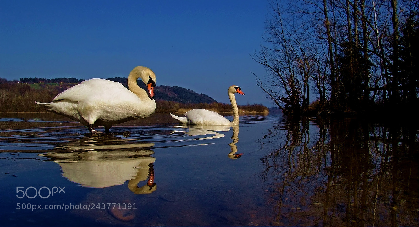 Sony DSC-F828 sample photo. The legendary swan lake photography