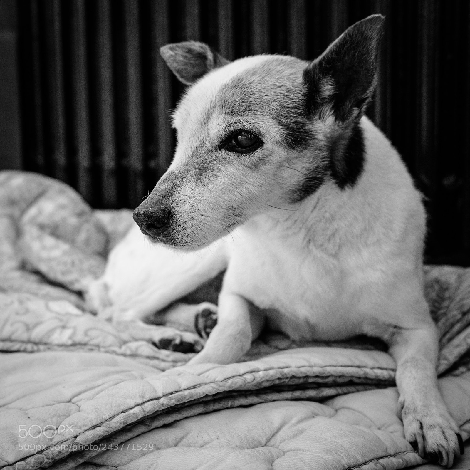 Fujifilm X-T20 sample photo. Luna photography