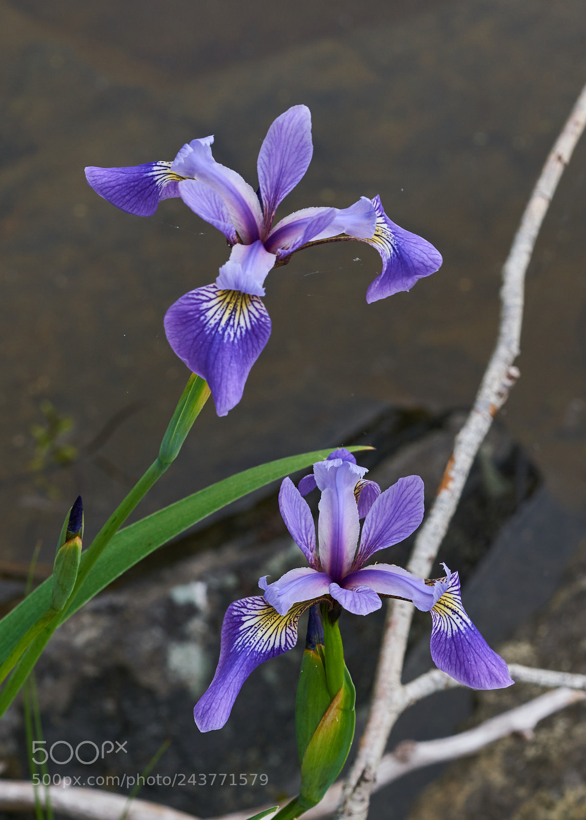 Sony a7R II sample photo. Wild iris on the photography