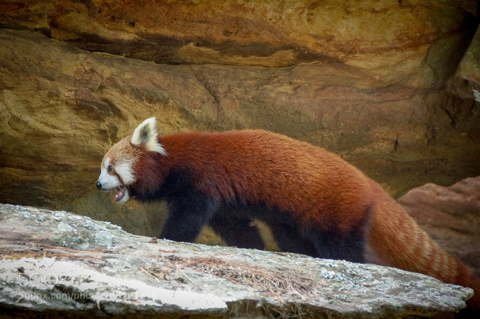 Sony SLT-A65 (SLT-A65V) sample photo. Red panda photography