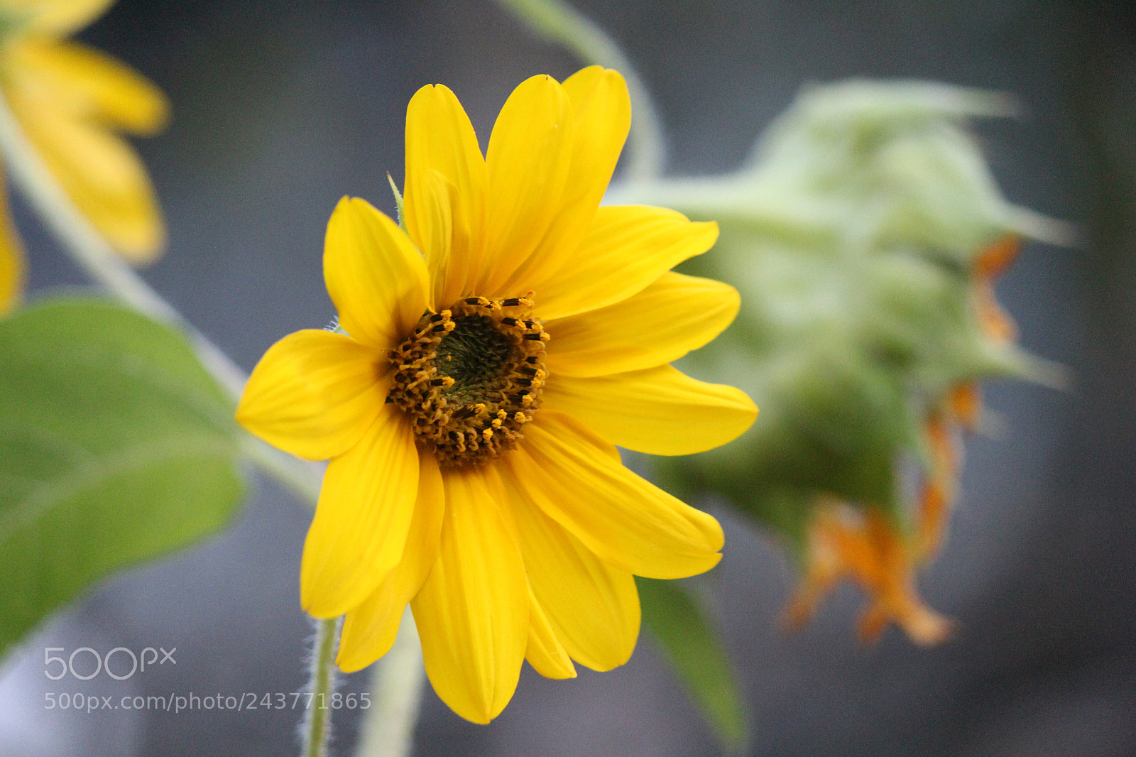 Canon EF-S 55-250mm F4-5.6 IS II sample photo. Untitled photography