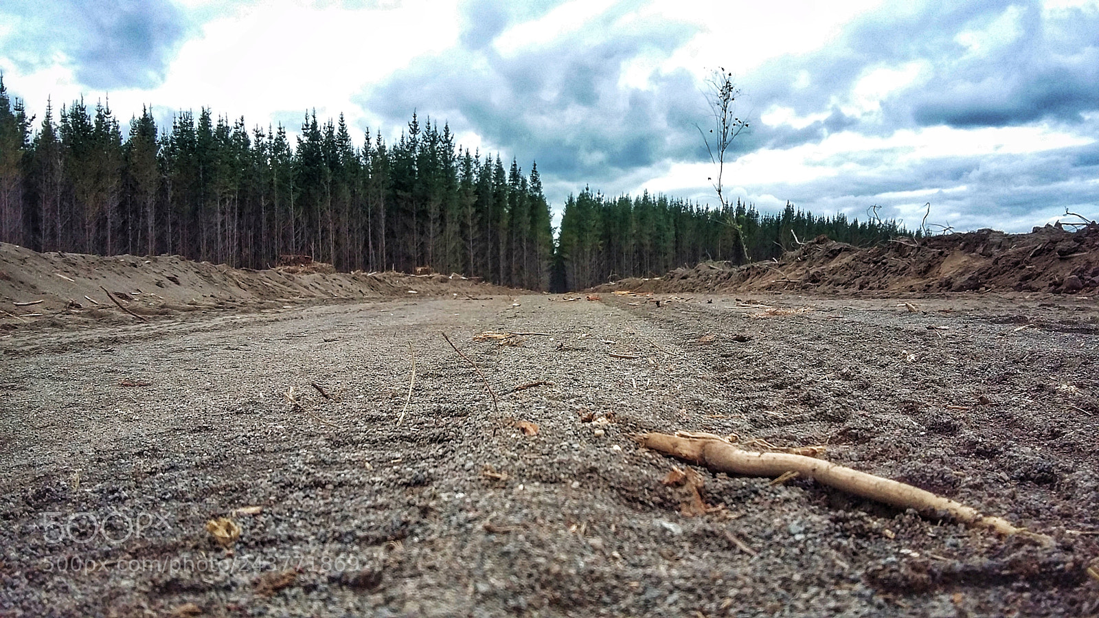 Samsung Galaxy Grand Prime sample photo. Forest photography