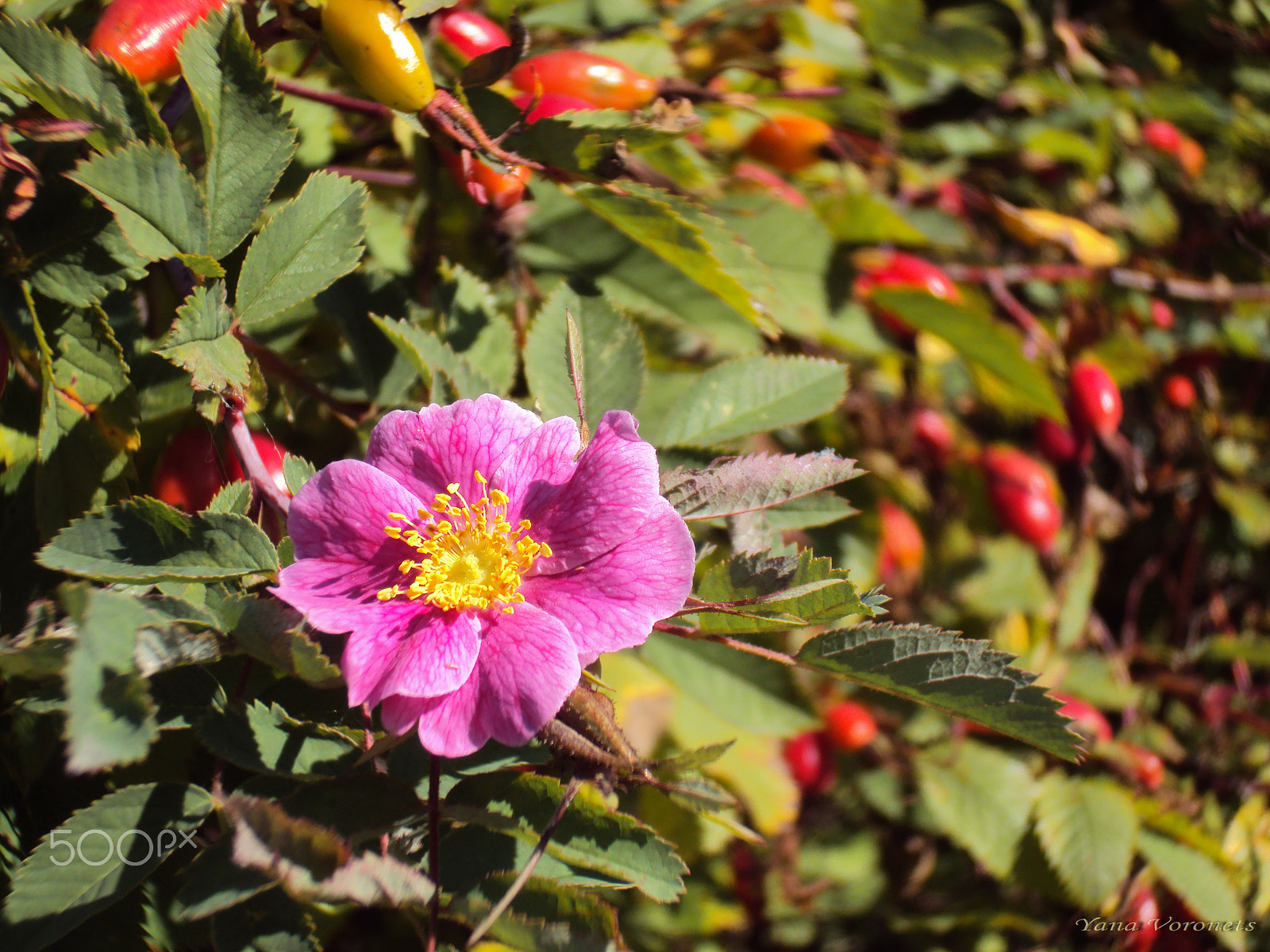 Sony DSC-W190 sample photo. Rose. last flower photography