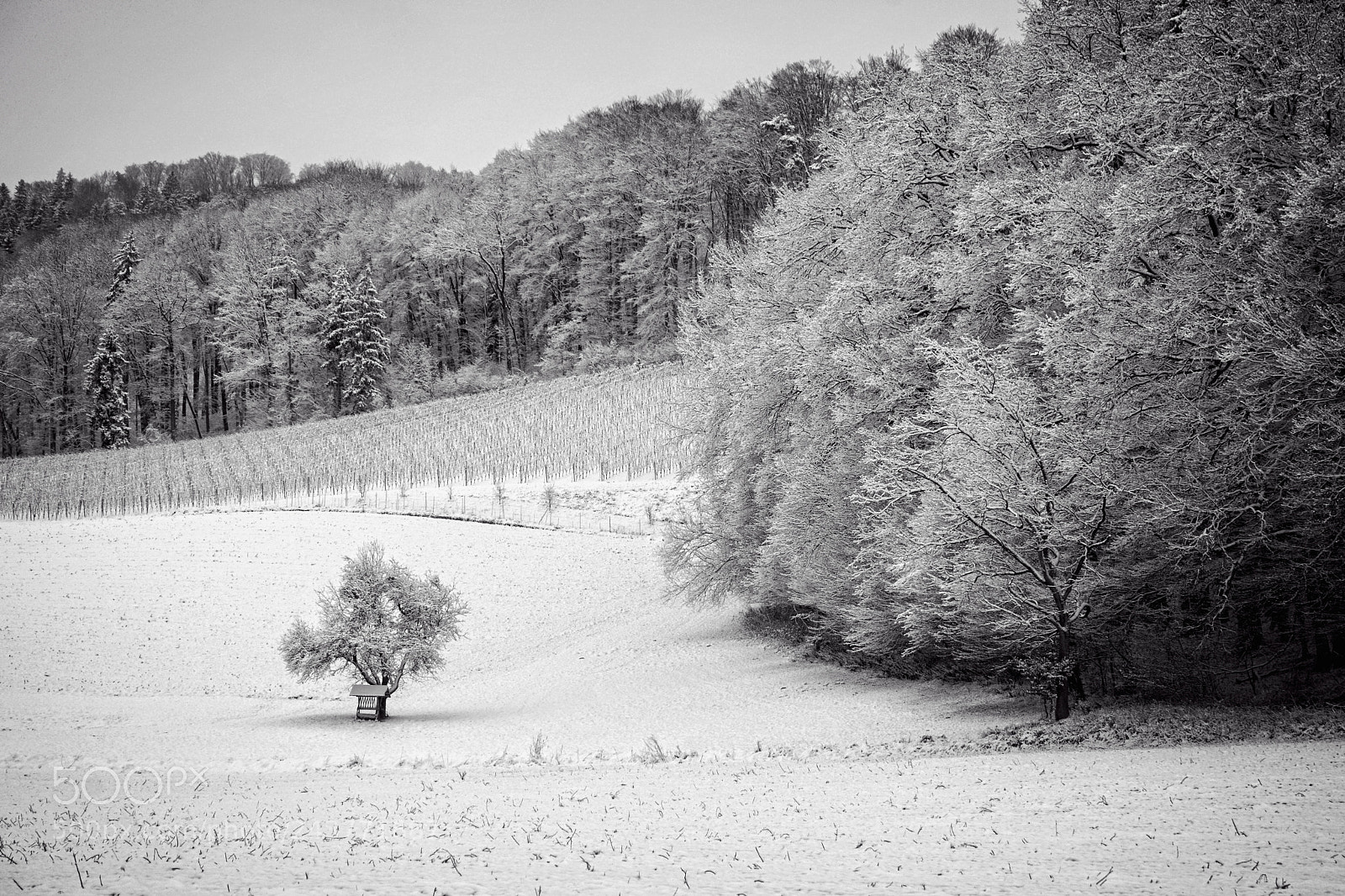 Nikon D7100 sample photo. Winter photography