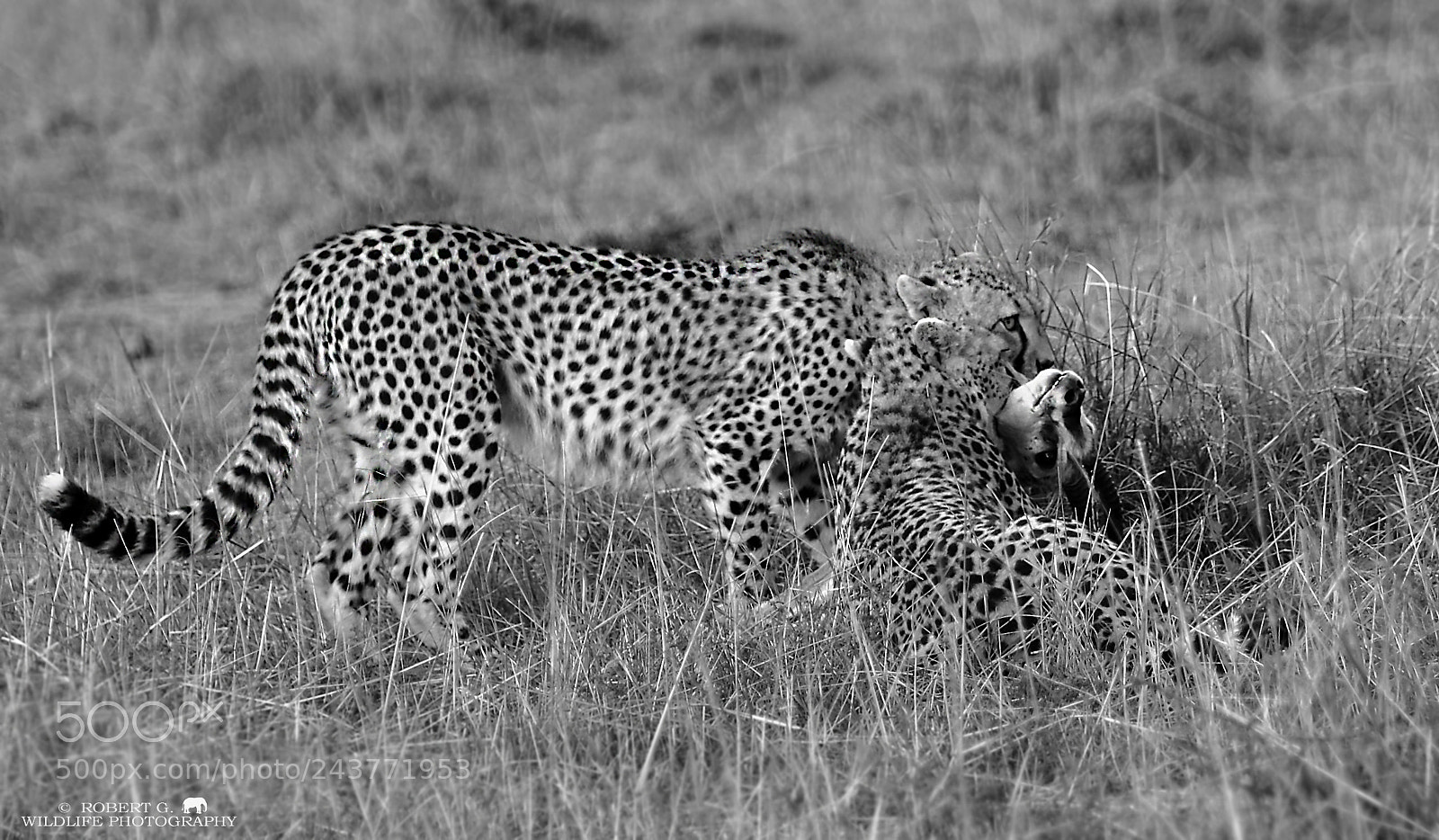 Sony Alpha DSLR-A700 sample photo. Hunting cheetah photography