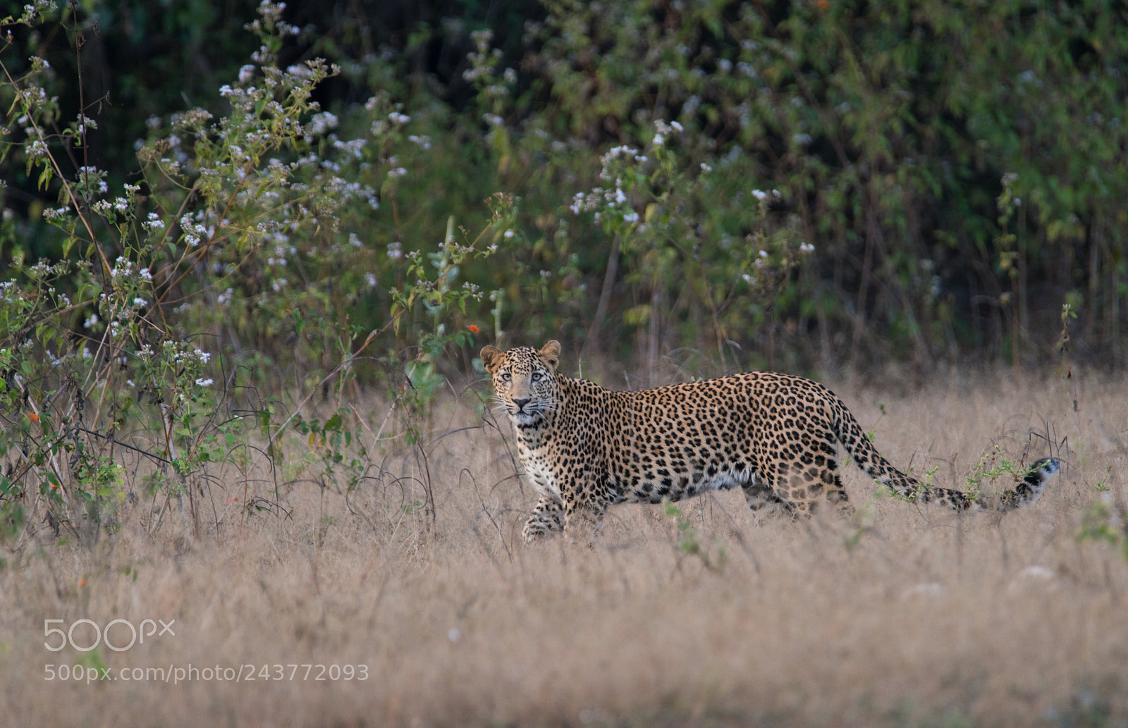 Sony a99 II sample photo. Leopard photography