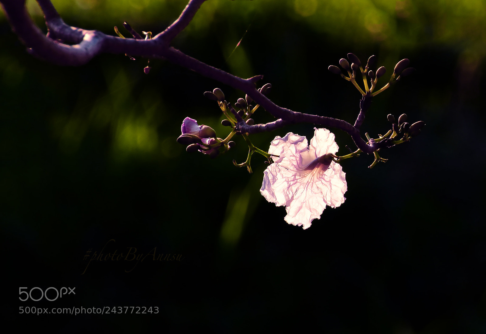 Nikon D7200 sample photo. Flower photography