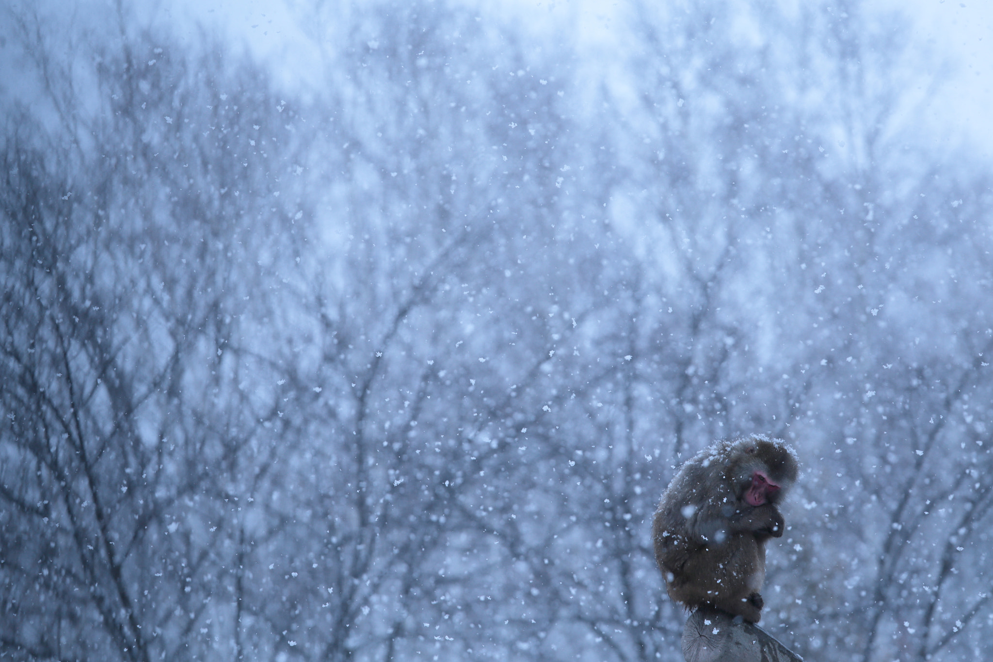 Canon EOS 6D + Canon EF 70-200mm F4L IS USM sample photo. 雪降る地に生きて photography